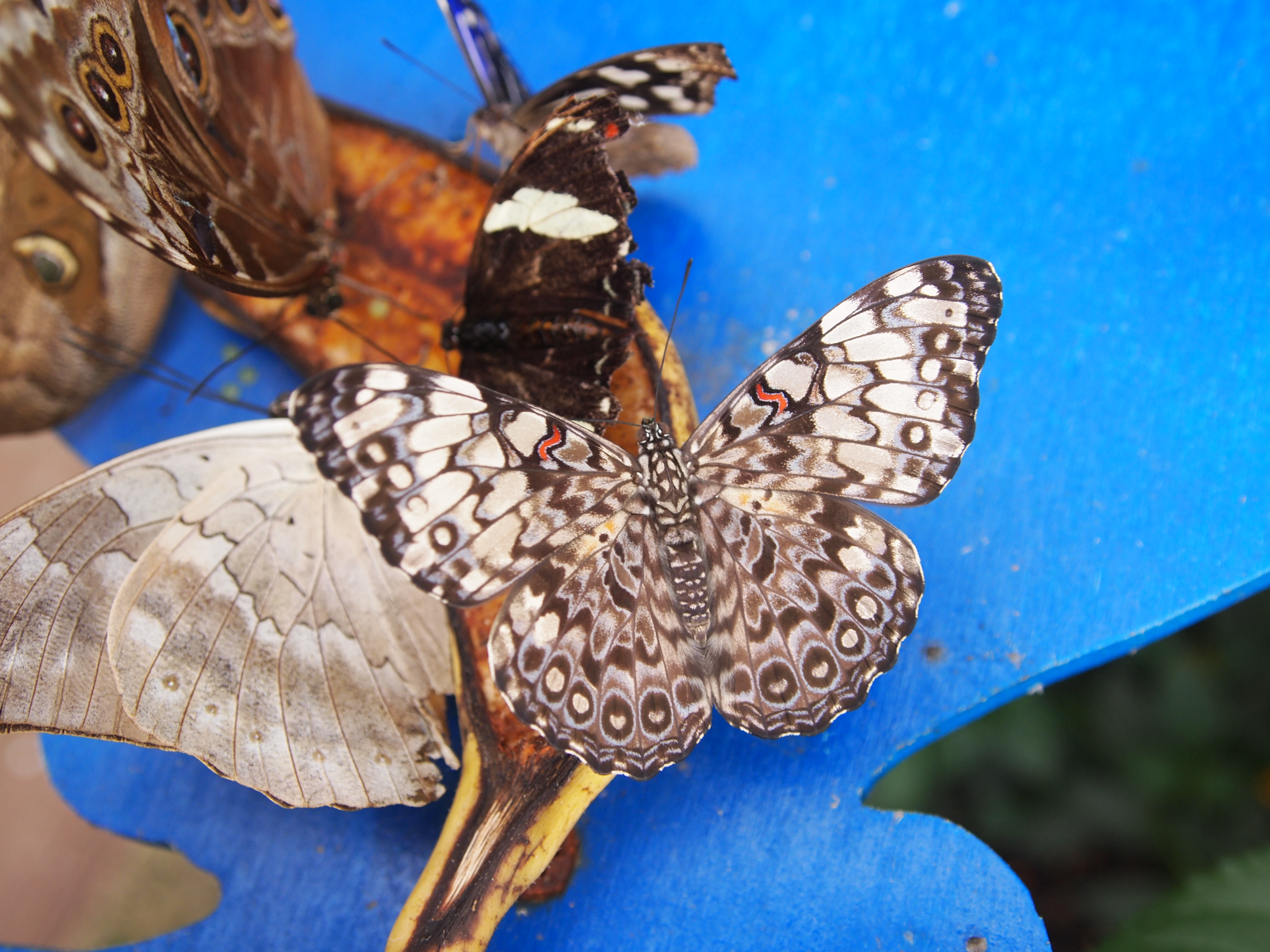 Baixe gratuitamente a imagem Animais, Borboleta na área de trabalho do seu PC