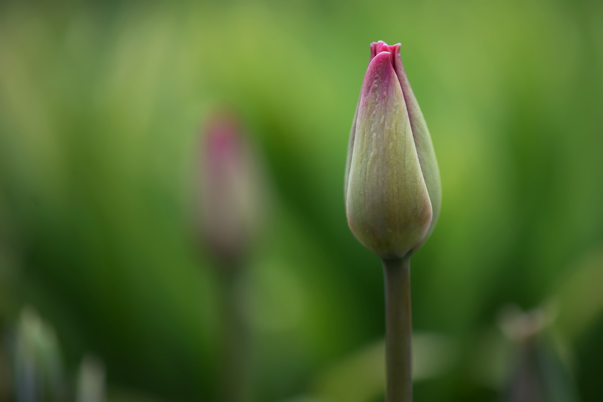Free download wallpaper Nature, Flowers, Flower, Bud, Close Up, Earth, Tulip on your PC desktop