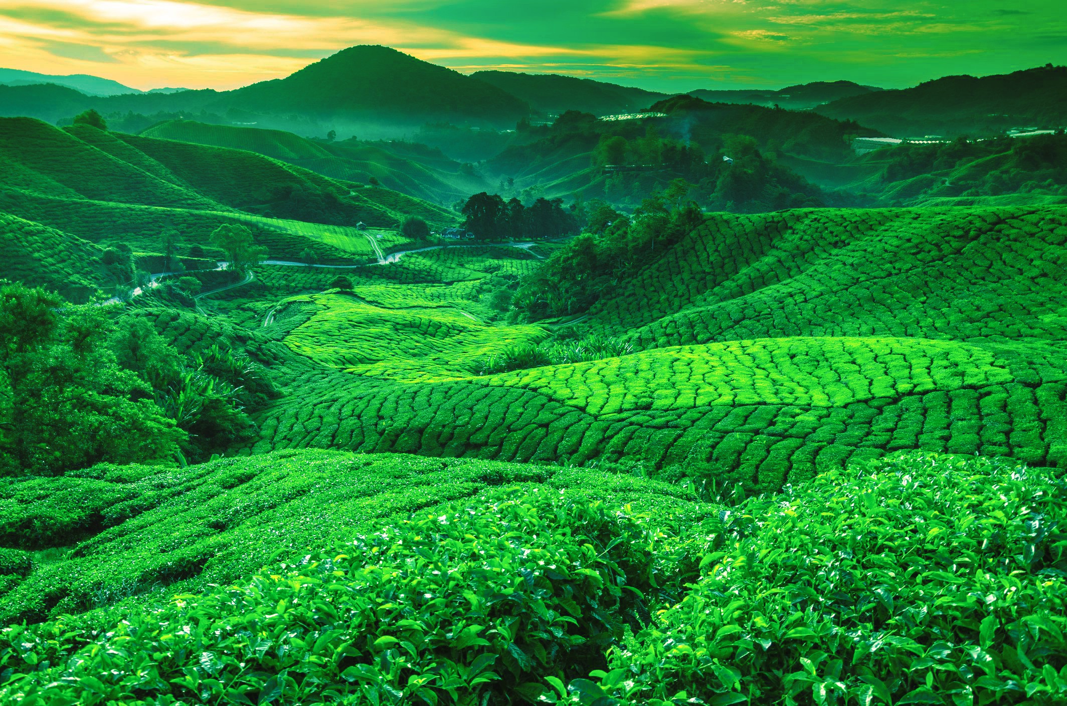 991216 descargar imagen hecho por el hombre, plantación de té, verdor, colina, valle: fondos de pantalla y protectores de pantalla gratis