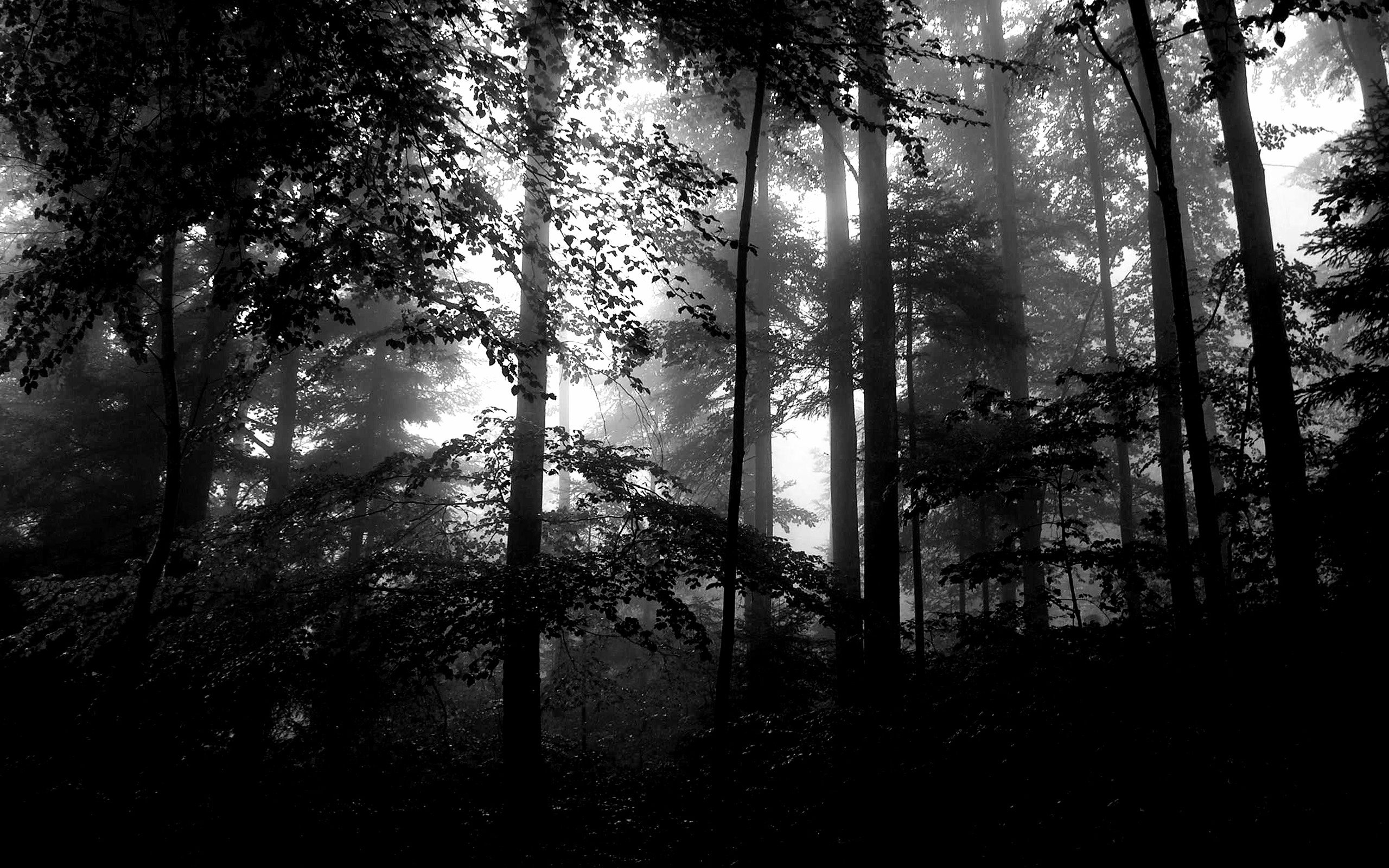 Téléchargez des papiers peints mobile Forêt, Terre/nature gratuitement.