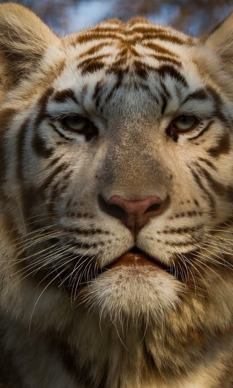 Descarga gratuita de fondo de pantalla para móvil de Animales, Gatos, Tigre Blanco.