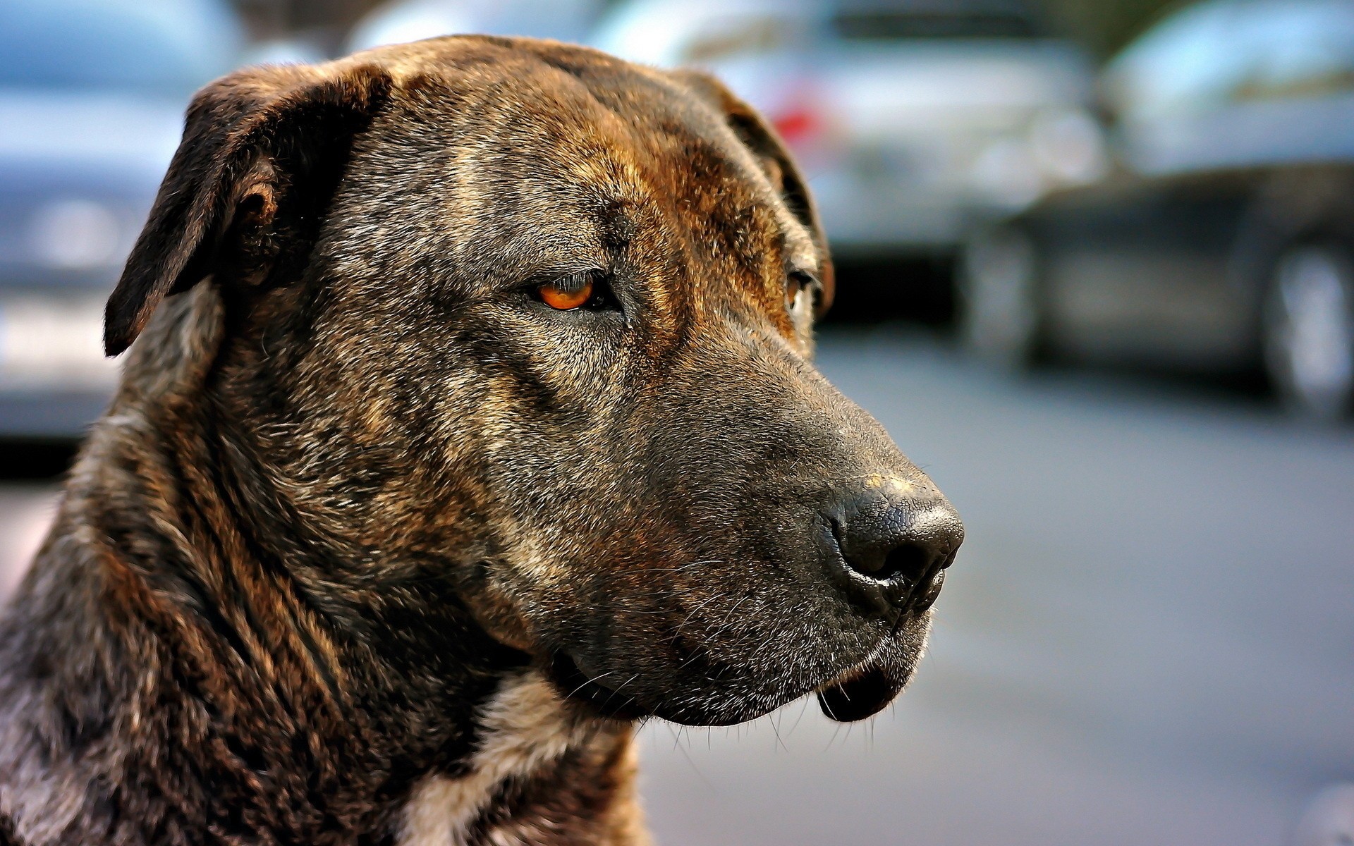 Baixe gratuitamente a imagem Animais, Cães, Cão na área de trabalho do seu PC