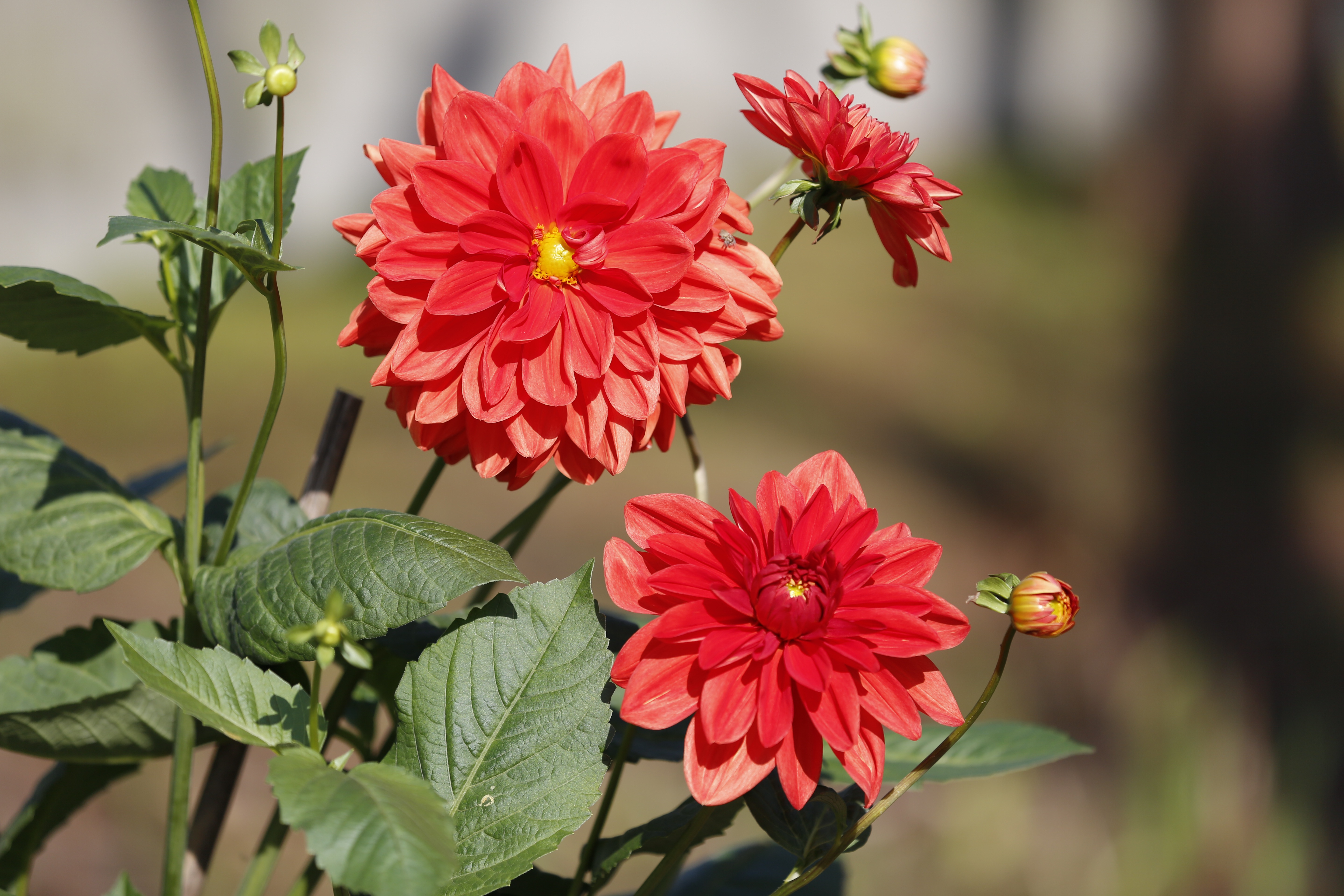 Download mobile wallpaper Flowers, Bud, Earth, Petal, Dahlia, Red Flower for free.