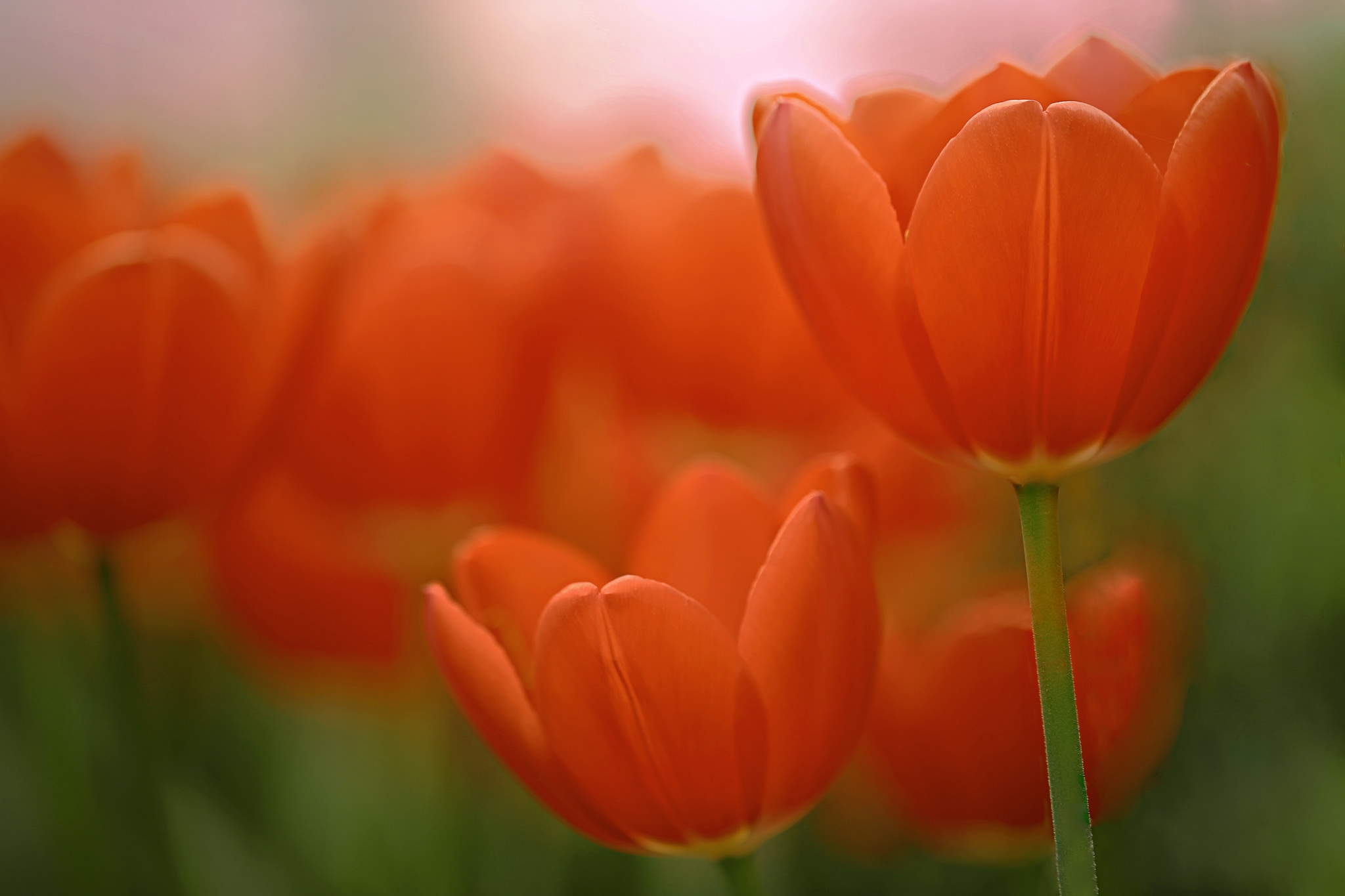Download mobile wallpaper Nature, Flowers, Flower, Blur, Earth, Tulip, Orange Flower for free.