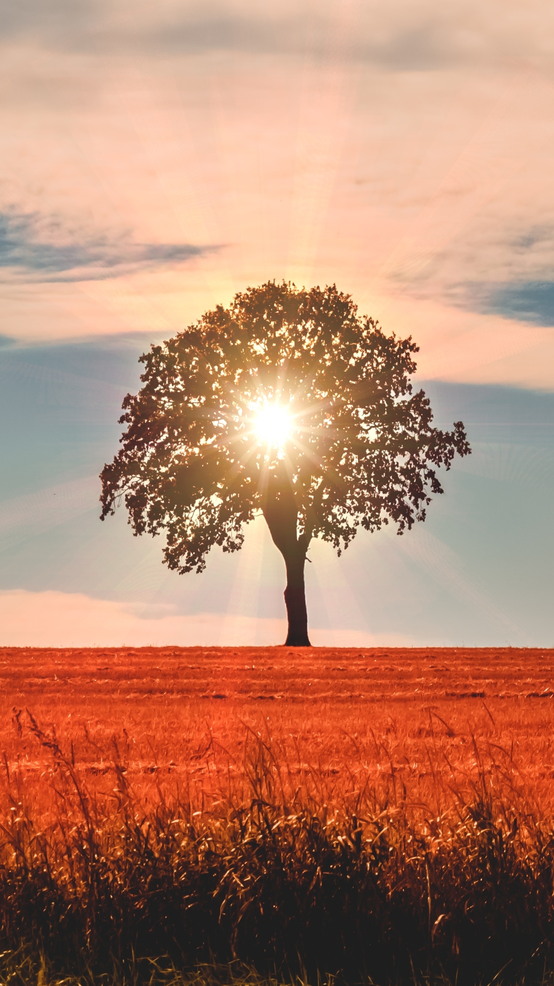 Handy-Wallpaper Natur, Bäume, Baum, Sonnenstrahl, Erde/natur, Sonnenbohne kostenlos herunterladen.