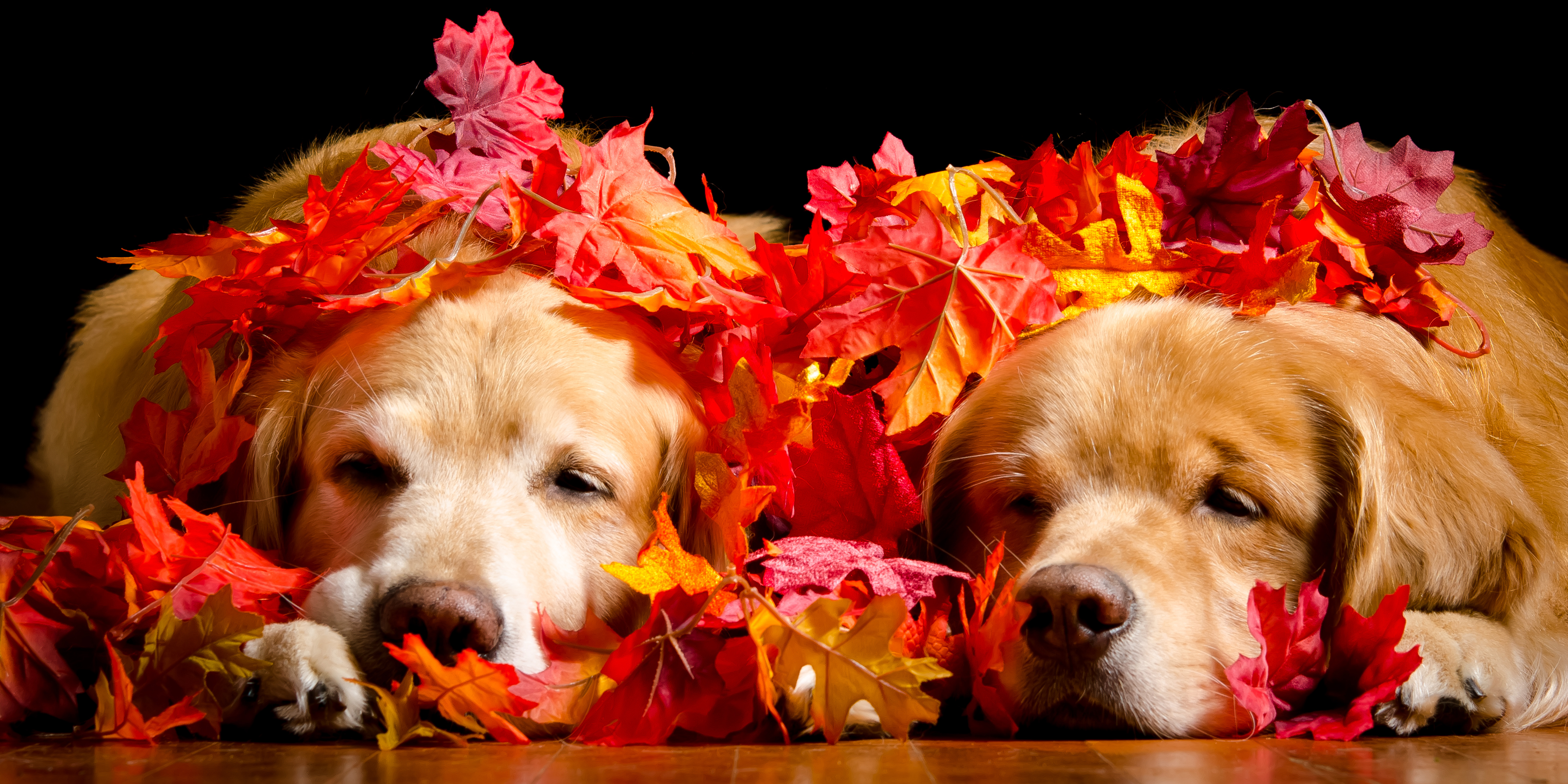 Download mobile wallpaper Dogs, Dog, Muzzle, Leaf, Animal, Golden Retriever, Resting for free.