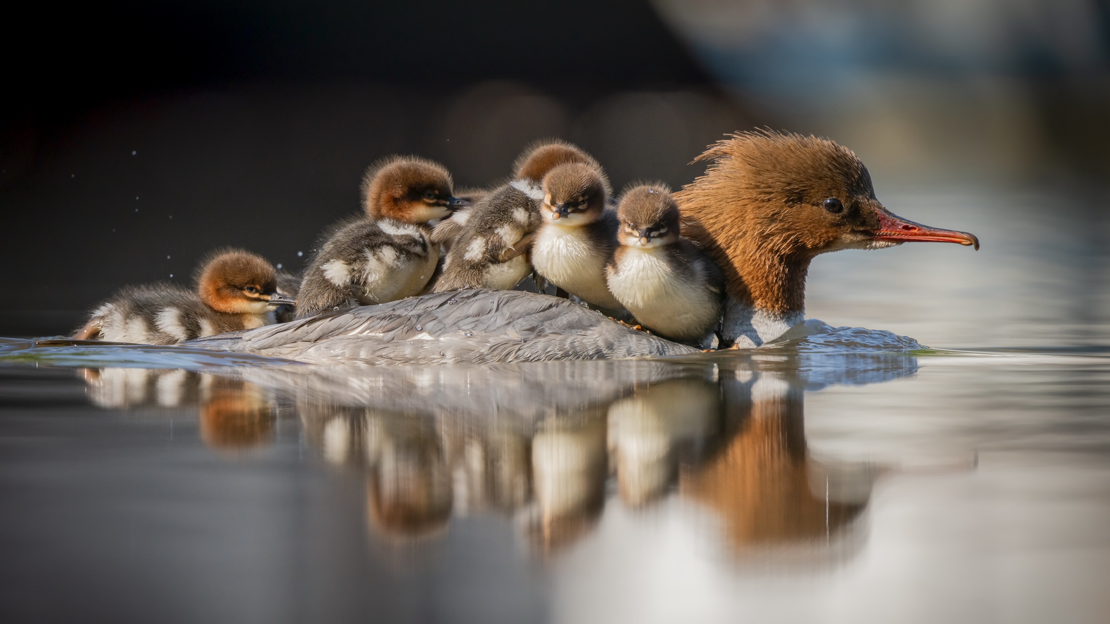 Laden Sie Merganser Ente HD-Desktop-Hintergründe herunter