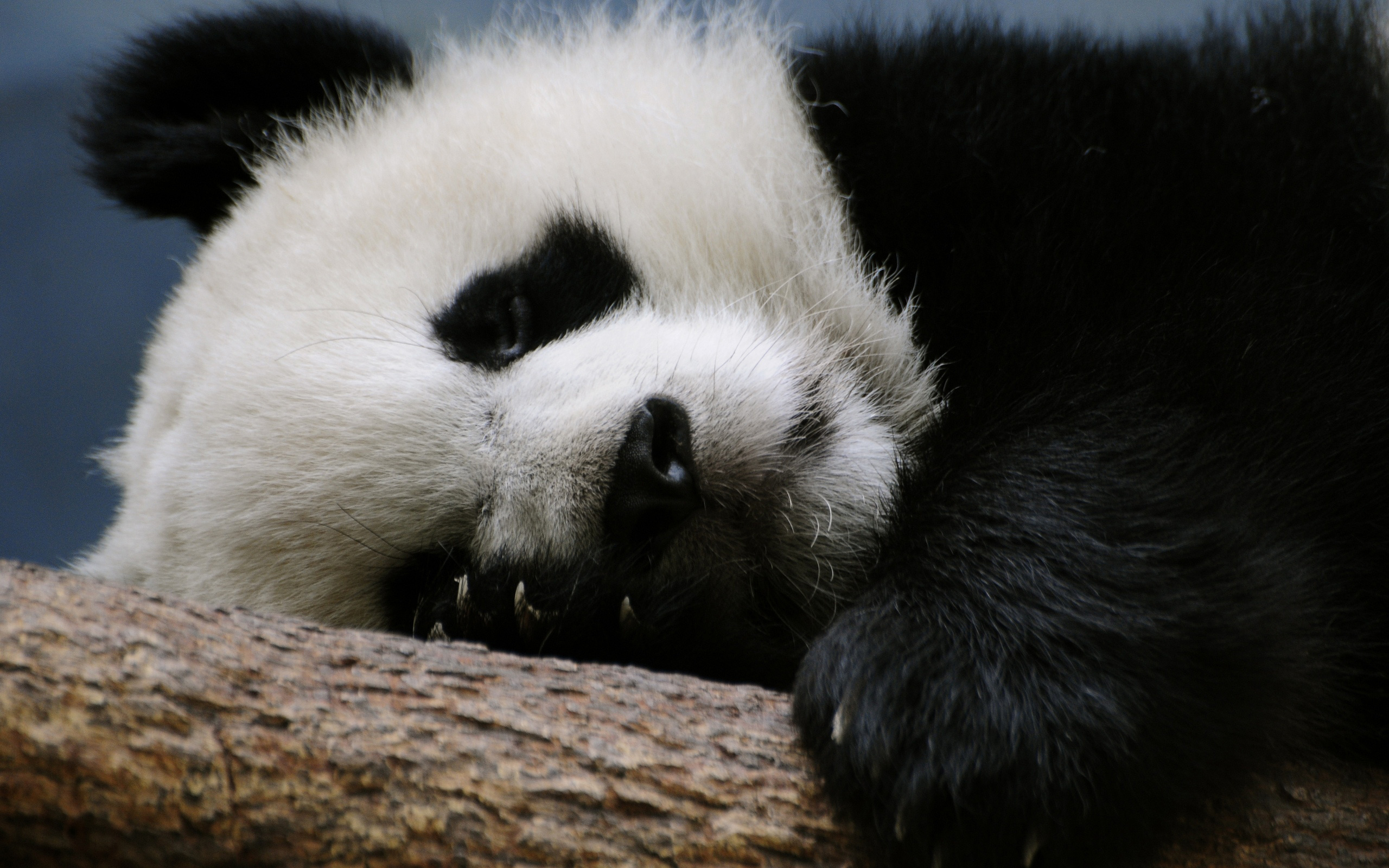 Baixar papel de parede para celular de Panda, Animais gratuito.