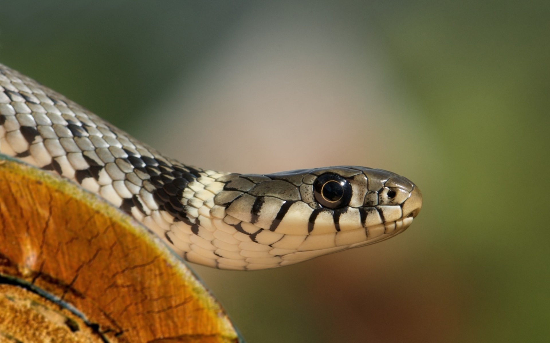 Descarga gratuita de fondo de pantalla para móvil de Serpiente De Hierba Europea, Reptiles, Animales.