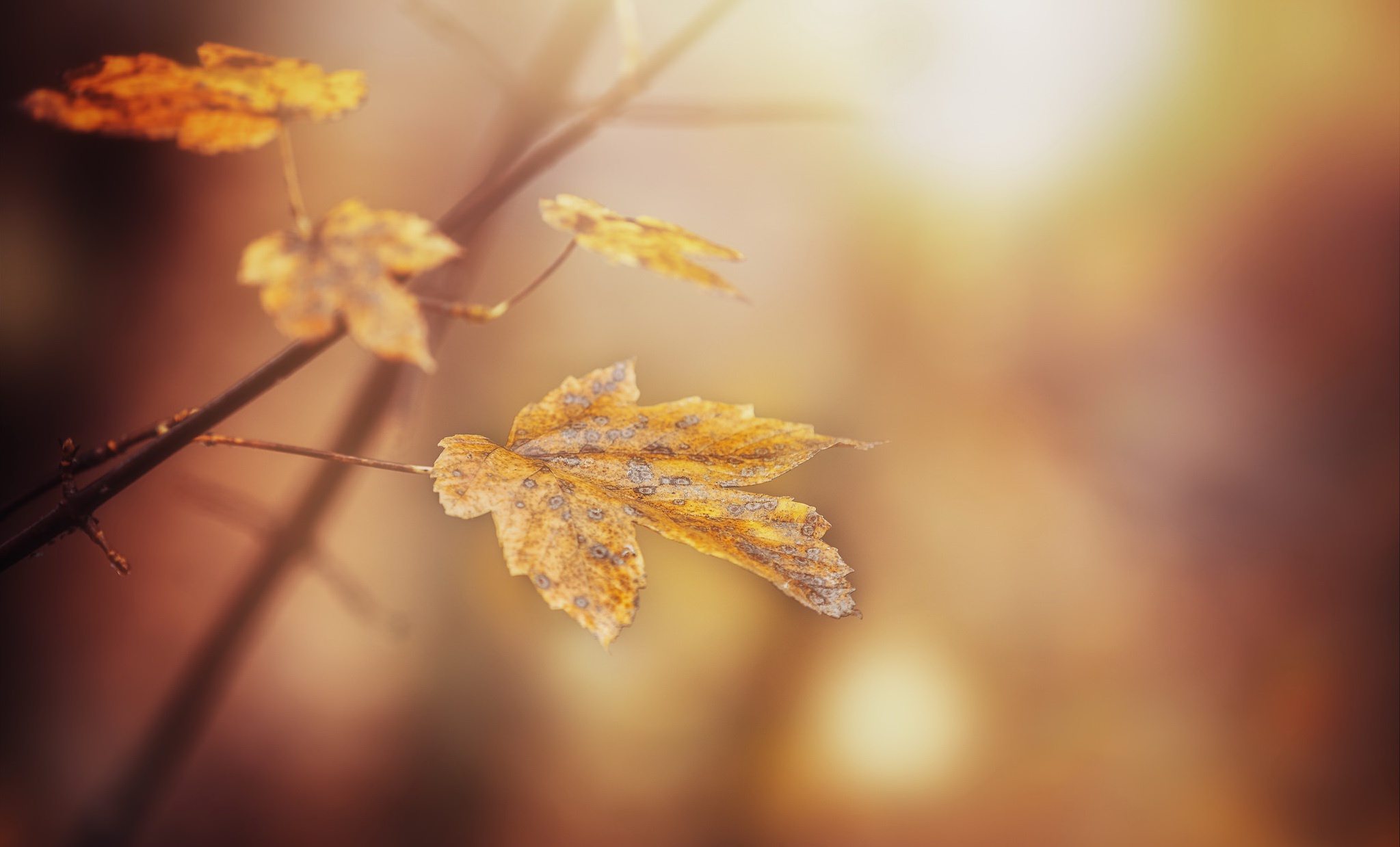 Download mobile wallpaper Nature, Blur, Close Up, Leaf, Fall, Earth for free.