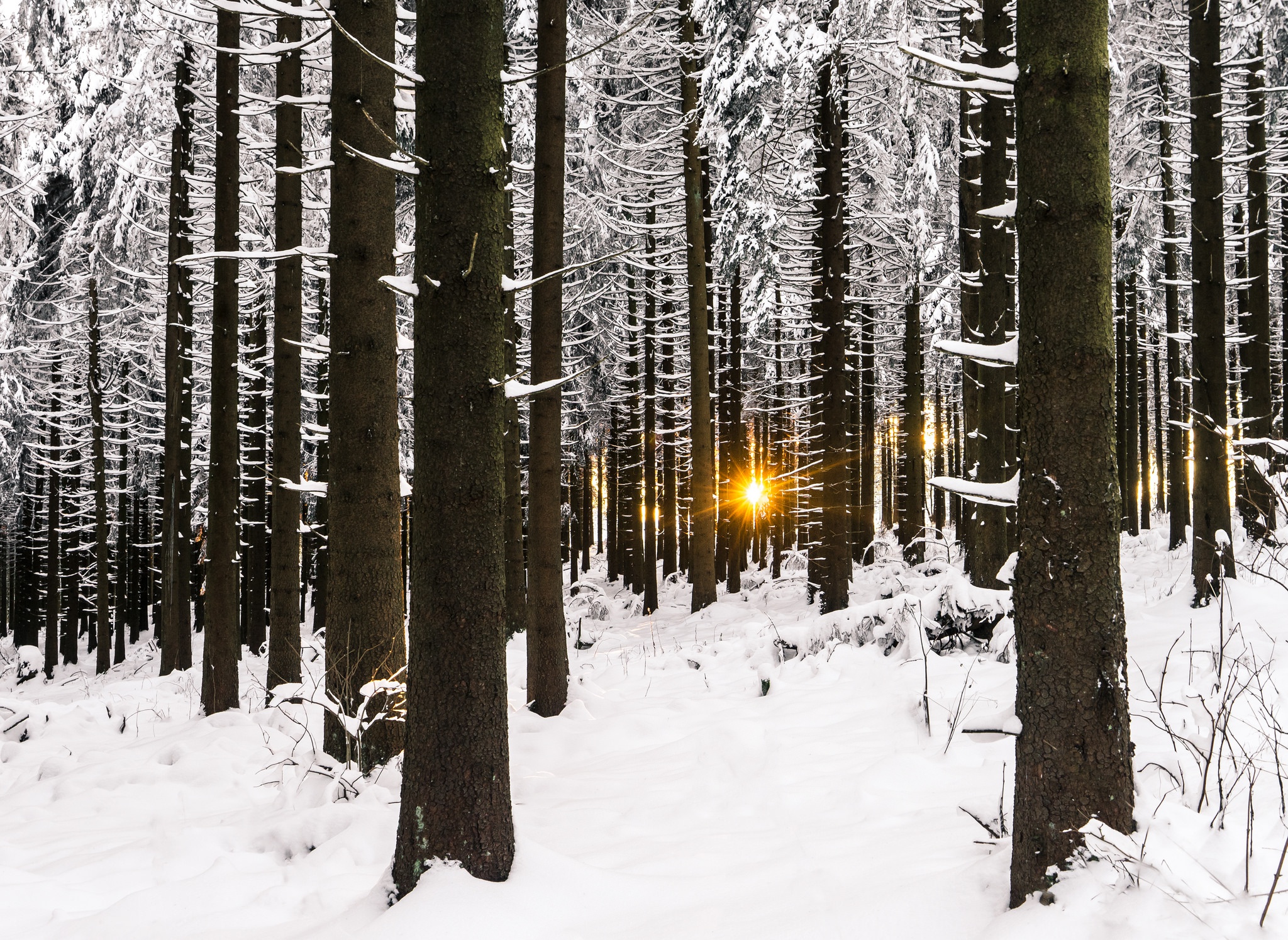 Download mobile wallpaper Winter, Nature, Snow, Forest, Tree, Earth, Sunbeam for free.