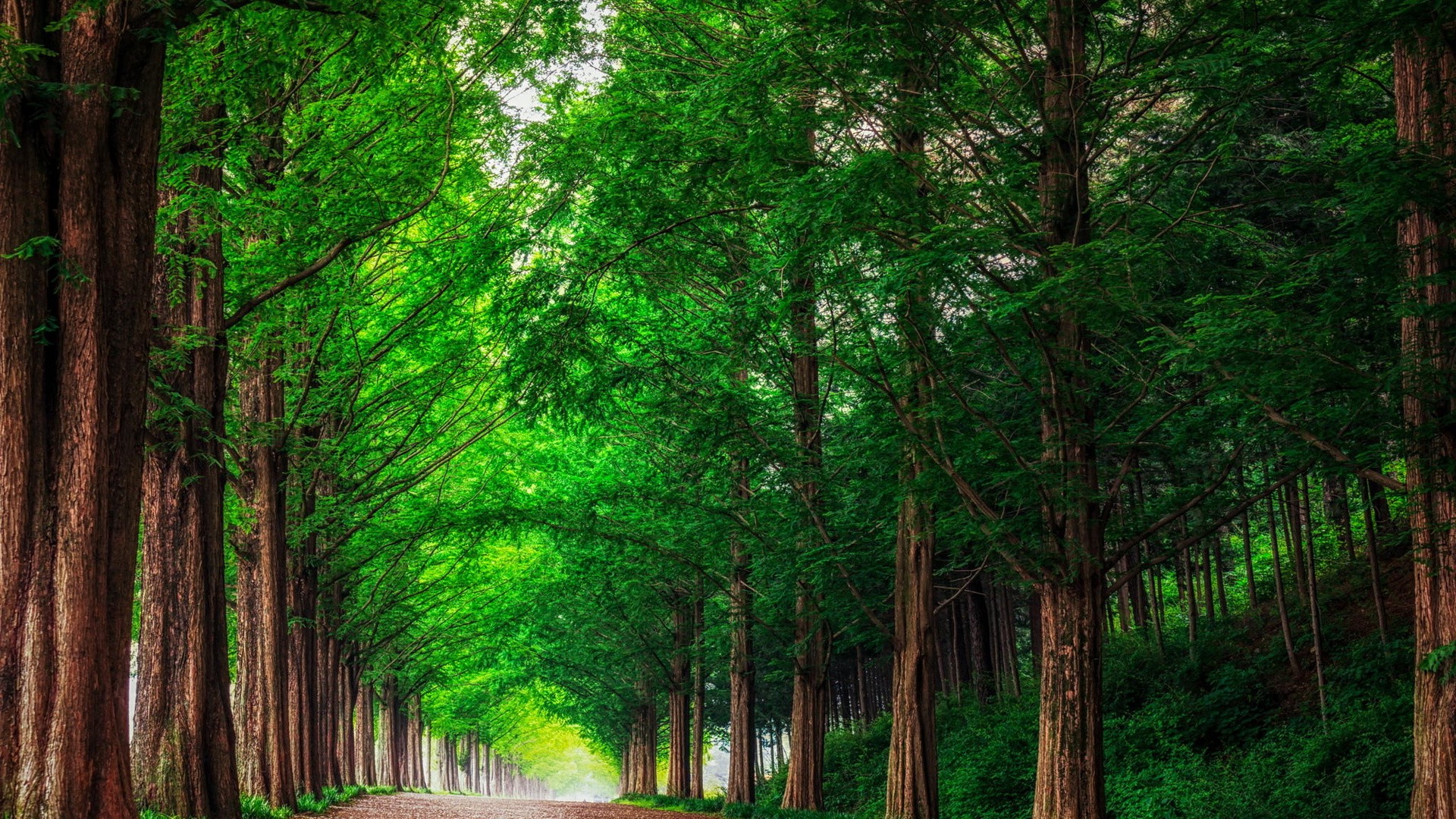 Free download wallpaper Forest, Tree, Earth, Path, Redwood on your PC desktop