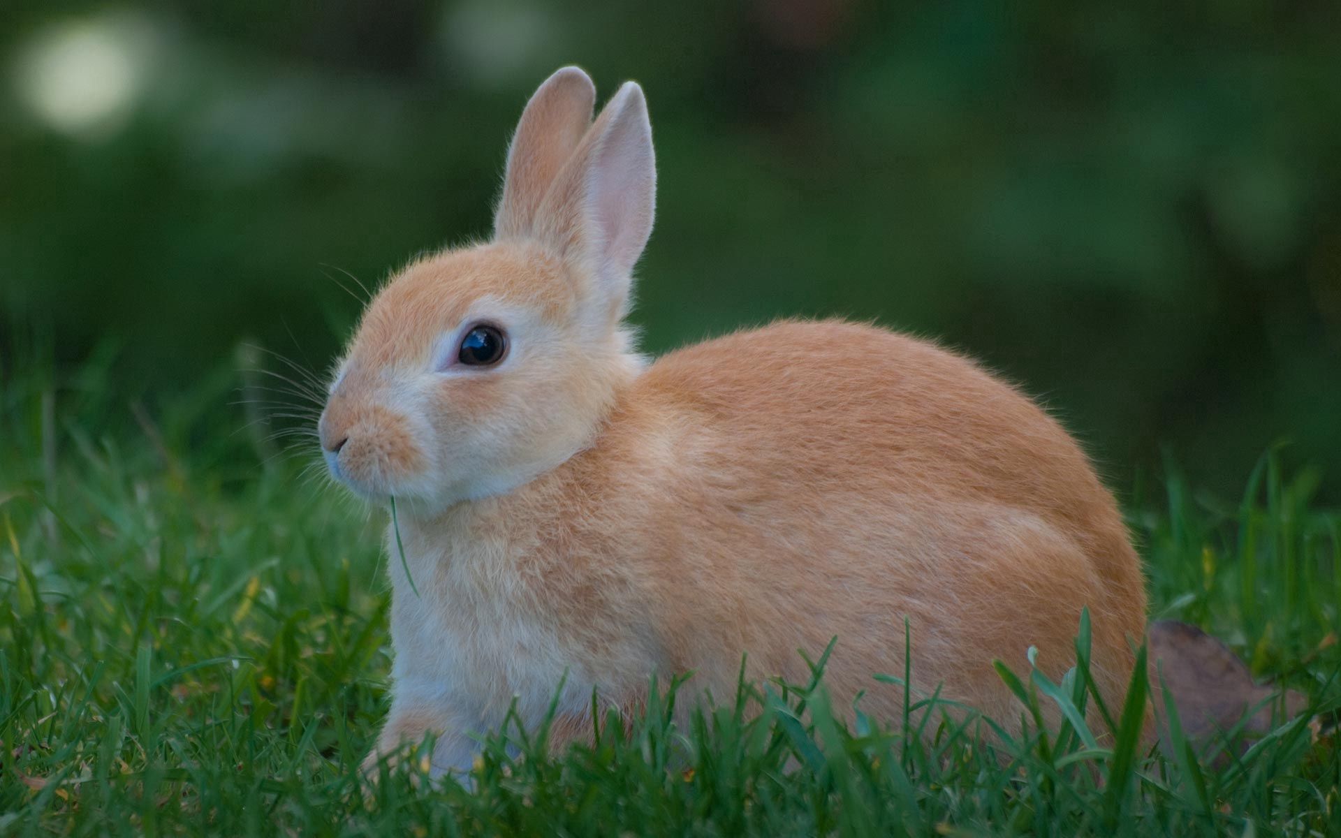 Free download wallpaper Animals, Grass, Rabbit, Expectation, Waiting on your PC desktop