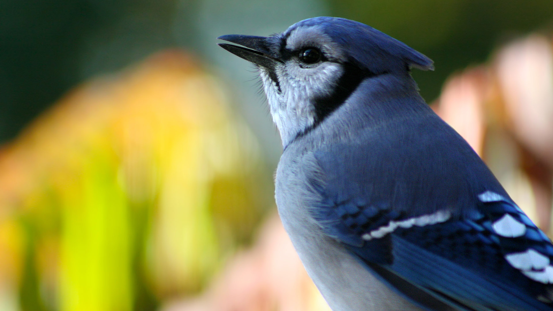 Descarga gratuita de fondo de pantalla para móvil de Arrendajo Azul, Aves, Animales.