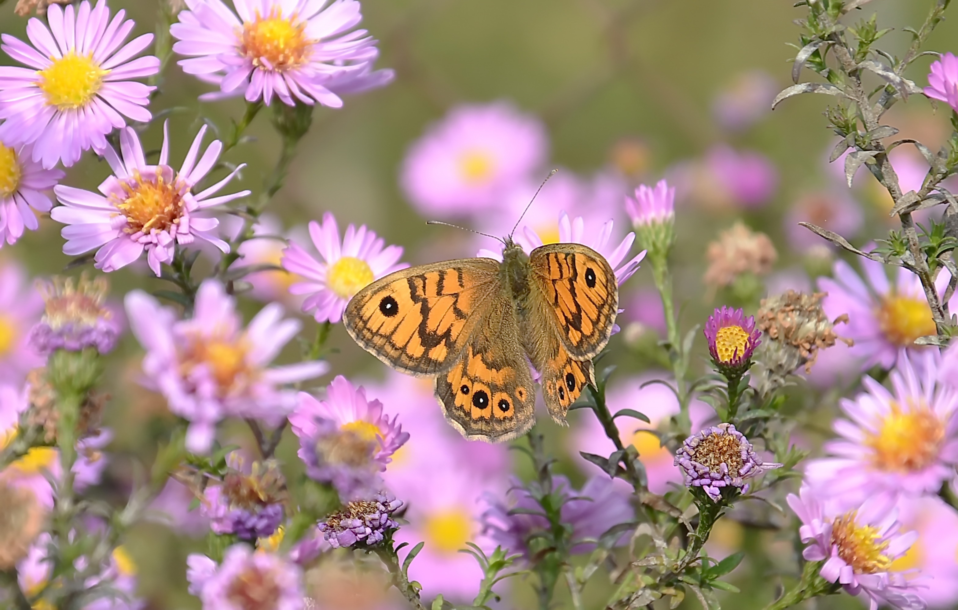 Handy-Wallpaper Tiere, Schmetterlinge, Blume, Makro, Insekt, Pinke Blume kostenlos herunterladen.