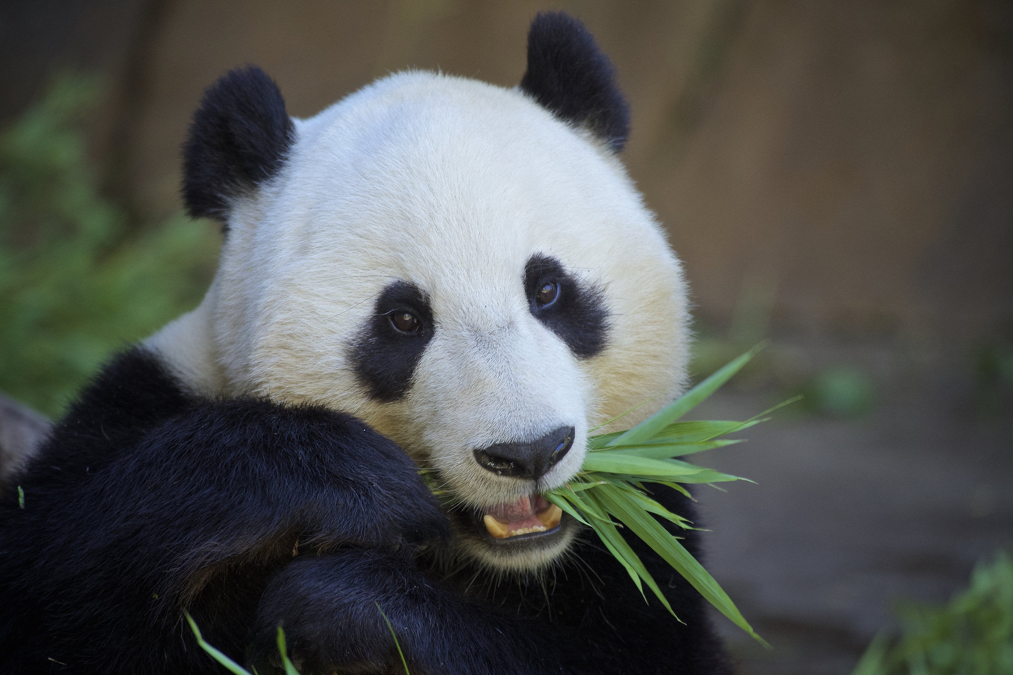 Handy-Wallpaper Tiere, Panda kostenlos herunterladen.