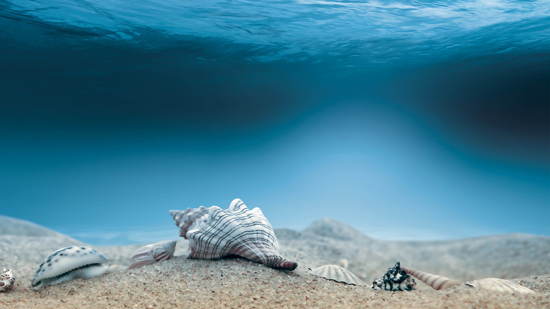 Laden Sie das Ozean, Muschel, Erde/natur-Bild kostenlos auf Ihren PC-Desktop herunter