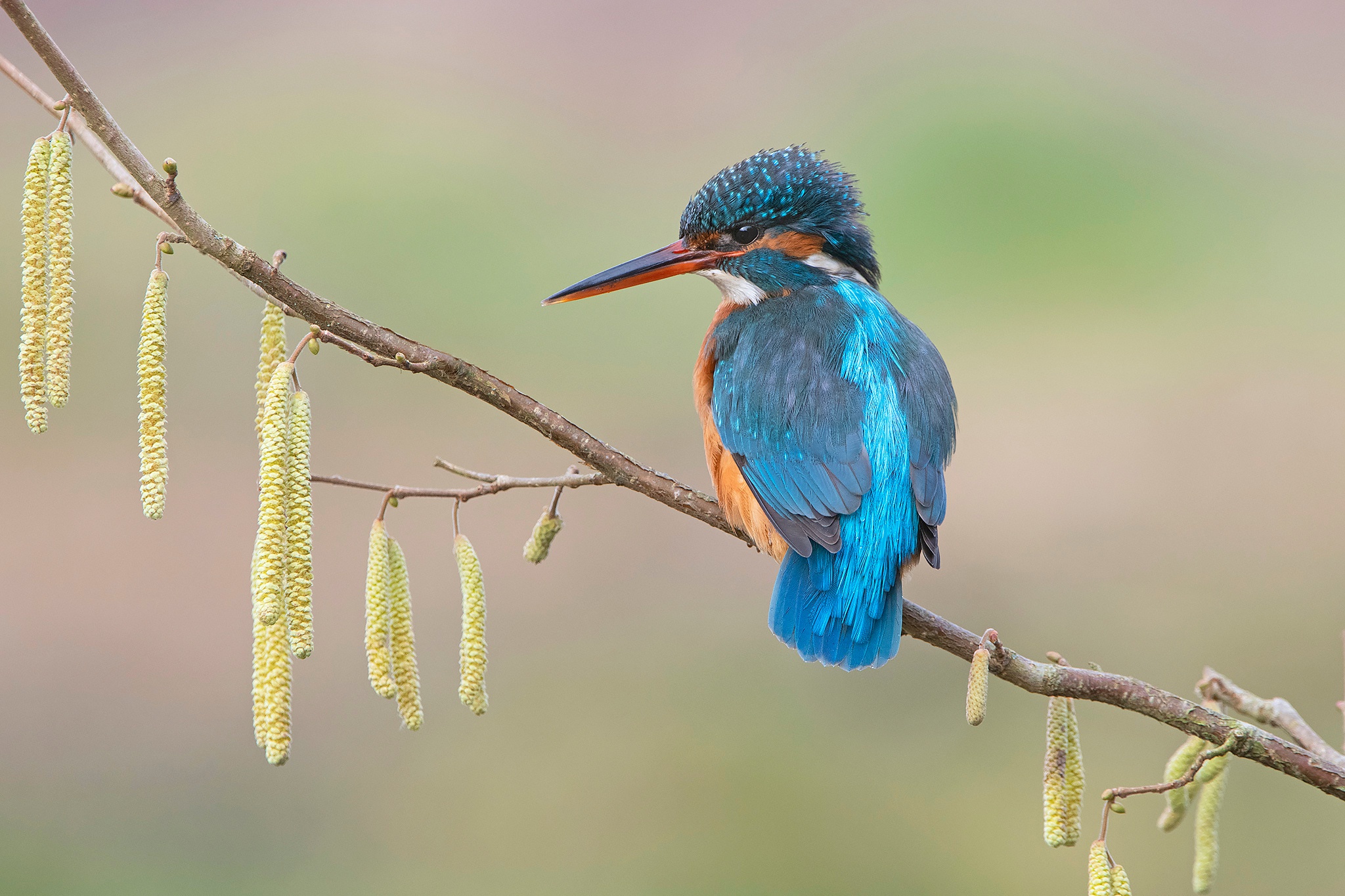 Laden Sie das Tiere, Vögel, Vogel, Ast, Eisvogel-Bild kostenlos auf Ihren PC-Desktop herunter