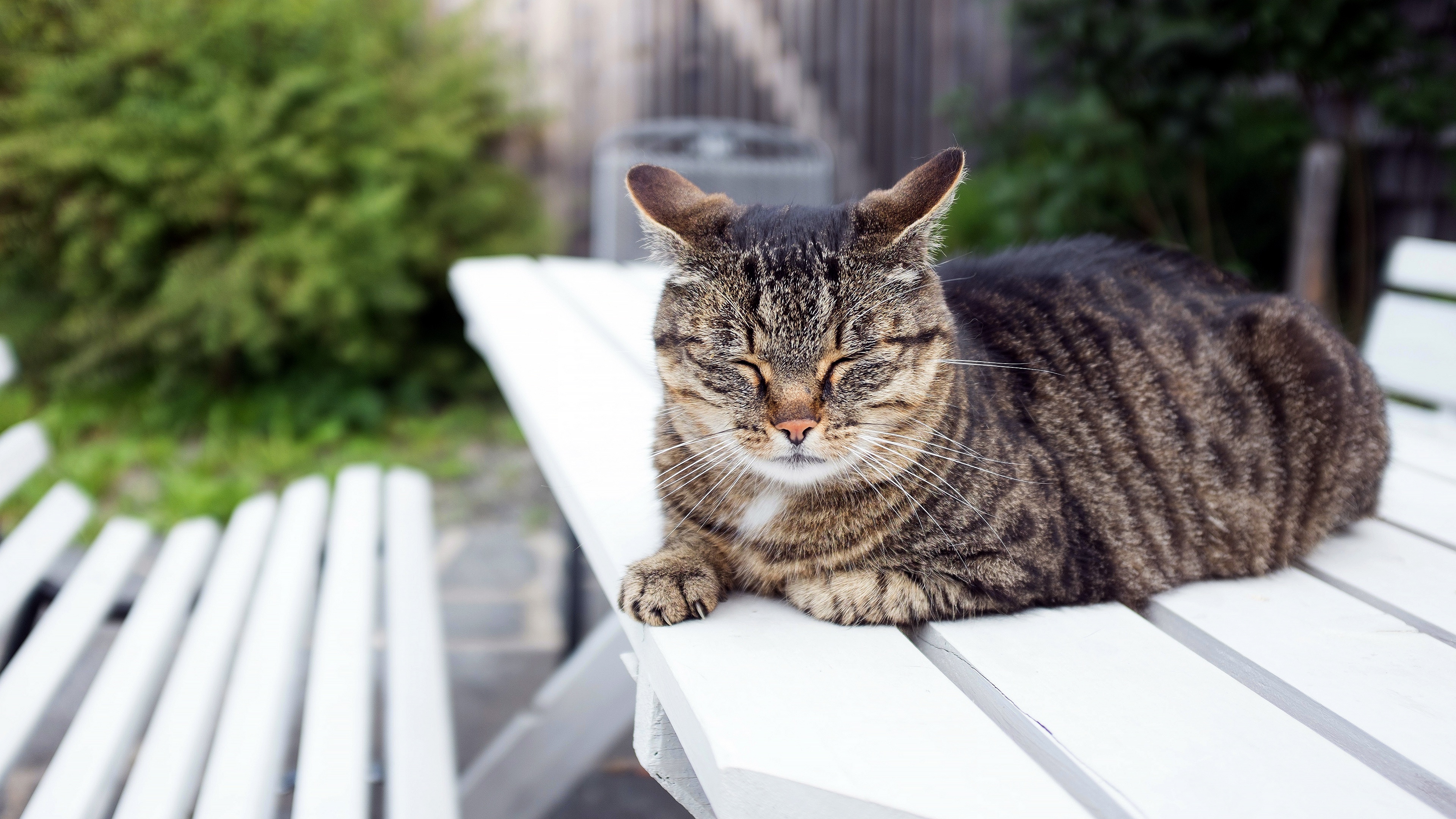 Descarga gratuita de fondo de pantalla para móvil de Animales, Gatos, Gato.