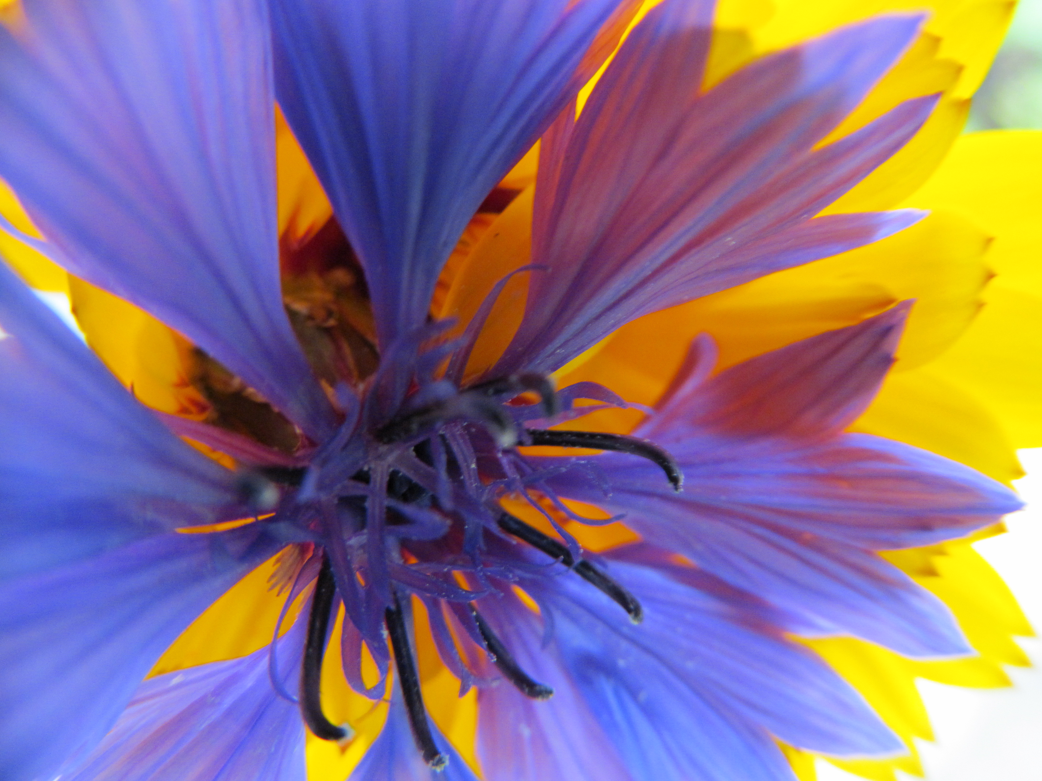 Téléchargez gratuitement l'image Fleurs, Fleur, Terre/nature sur le bureau de votre PC