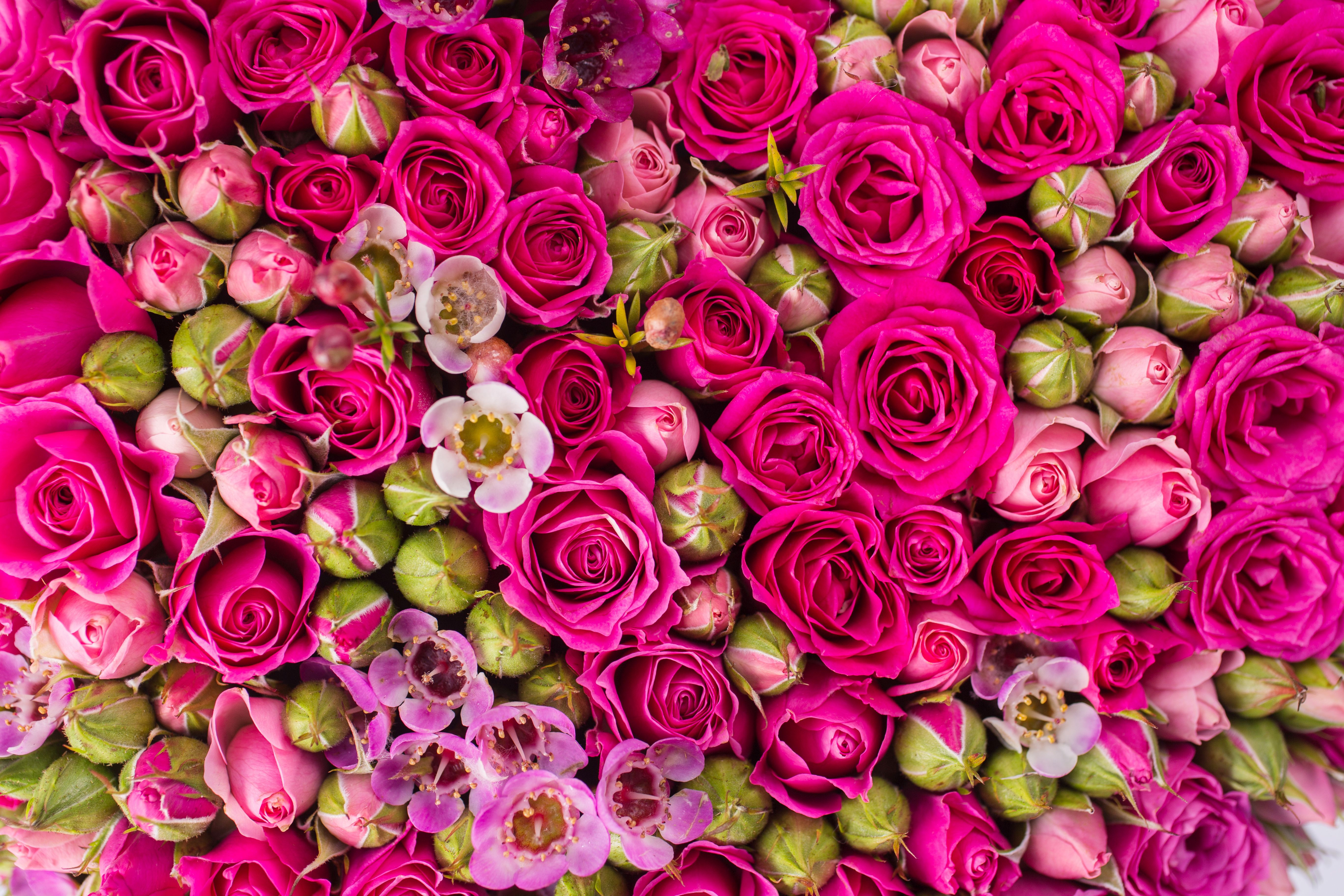Завантажити шпалери Бутон Троянди на телефон безкоштовно