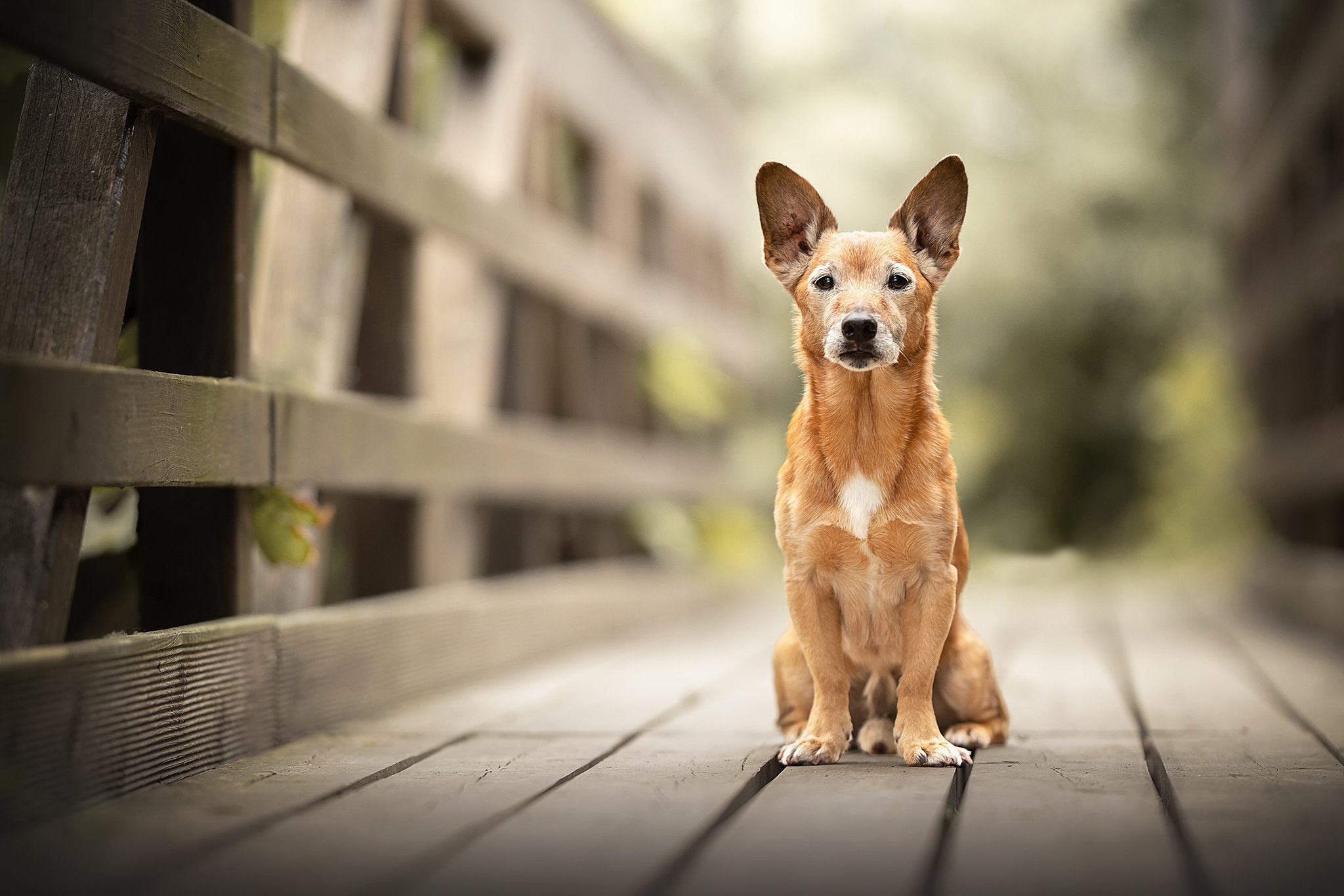 無料モバイル壁紙動物, 犬, 被写界深度をダウンロードします。