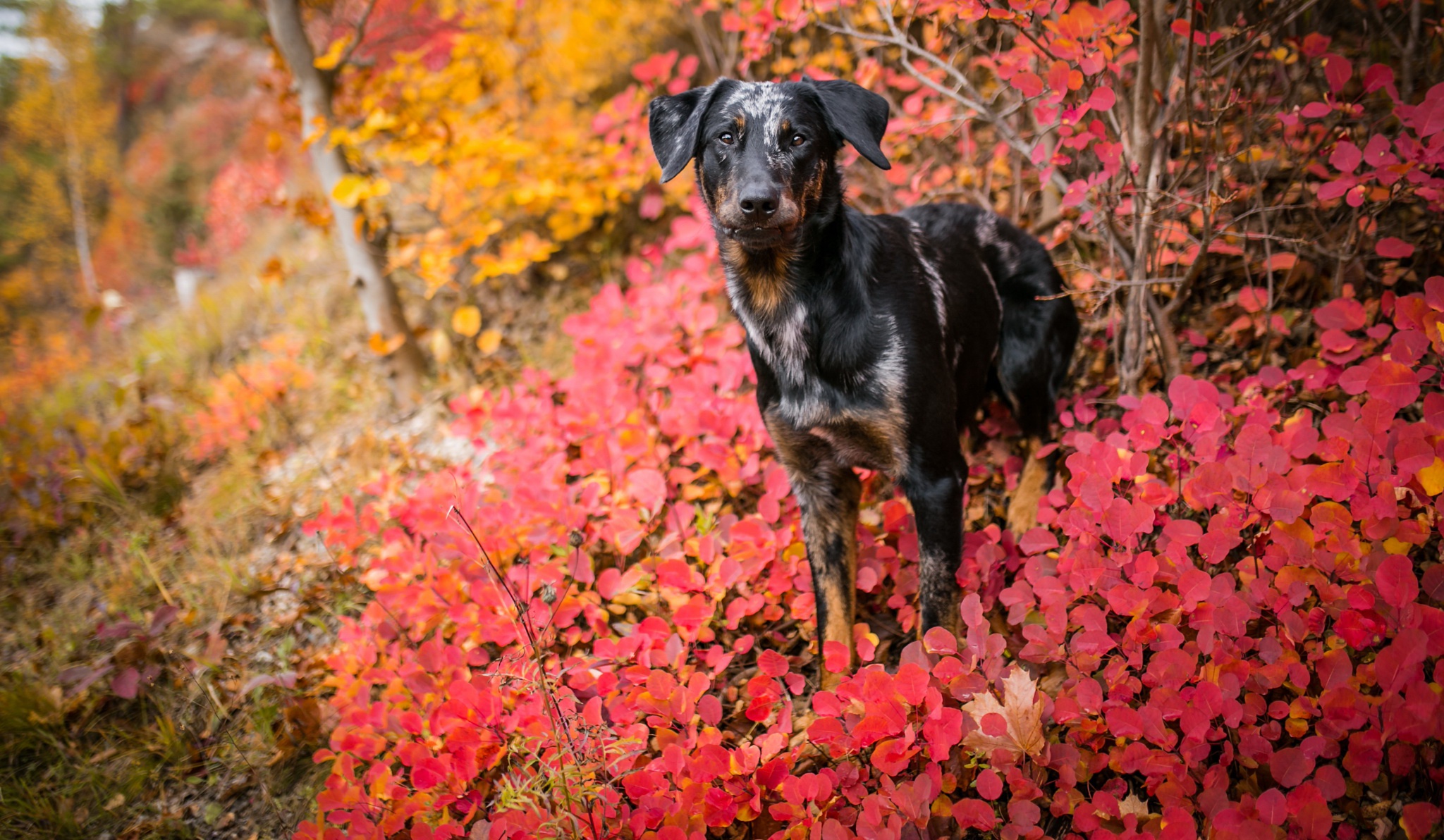 Descarga gratuita de fondo de pantalla para móvil de Animales, Perros, Otoño, Perro.