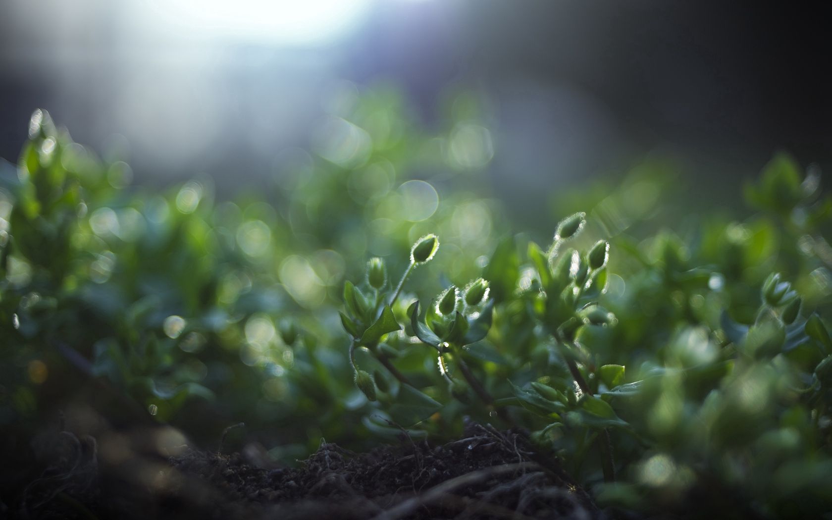 Download mobile wallpaper Land, Grass, Roots, Greens, Macro, Shadow, Earth for free.