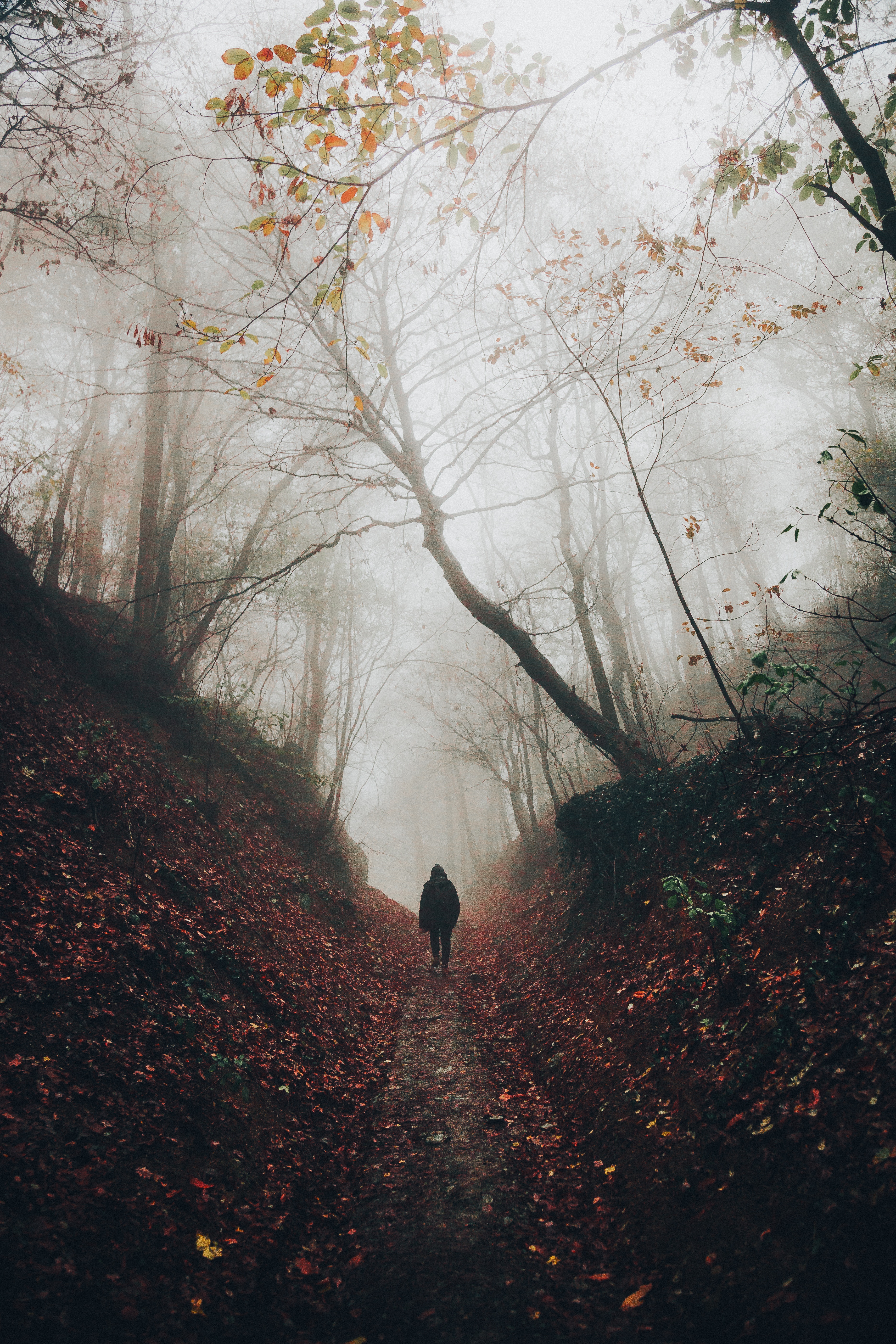 stroll, loneliness, privacy, silhouette, nature, seclusion, forest, fog