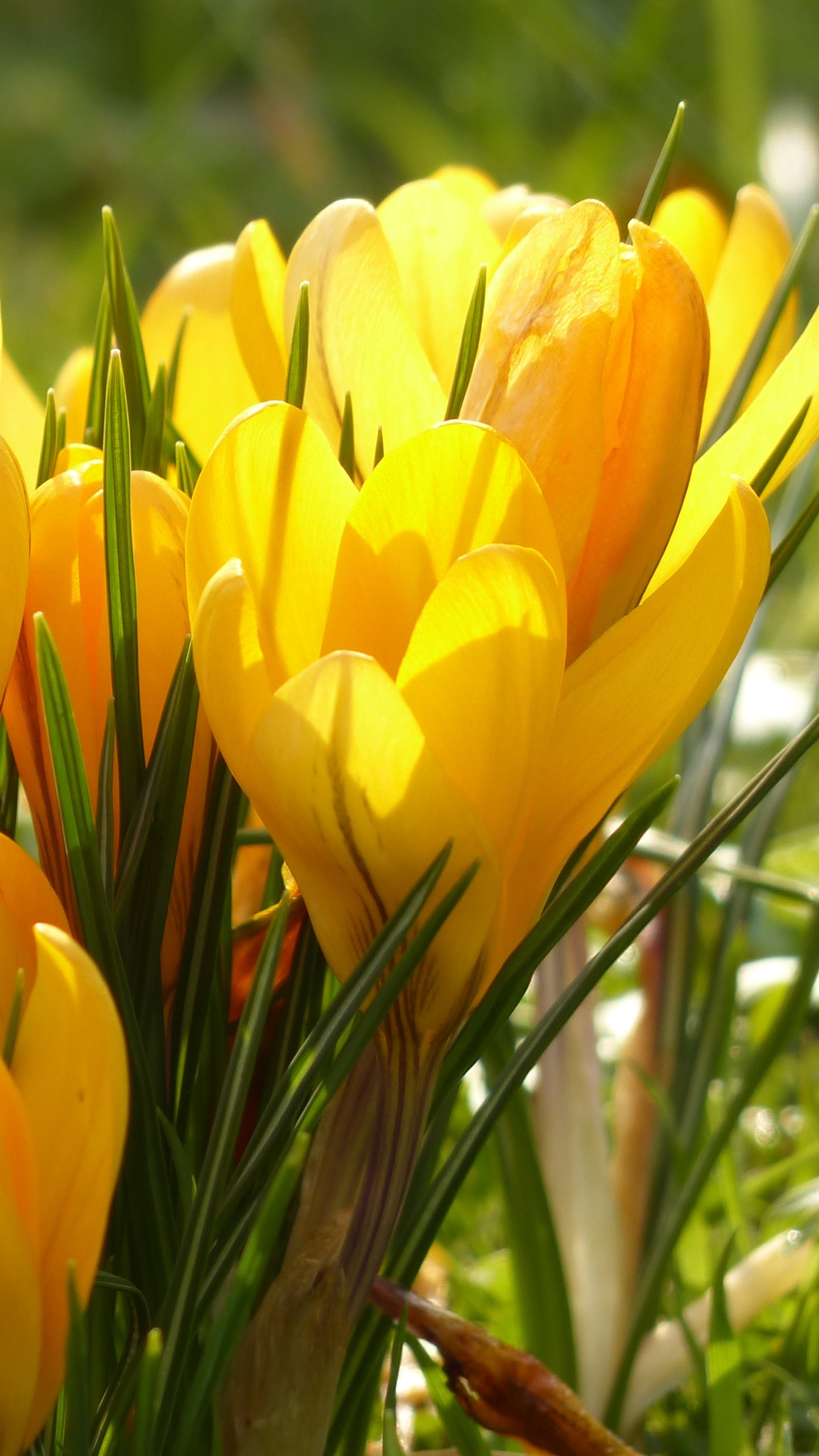 Download mobile wallpaper Nature, Flowers, Flower, Close Up, Earth, Crocus, Yellow Flower for free.