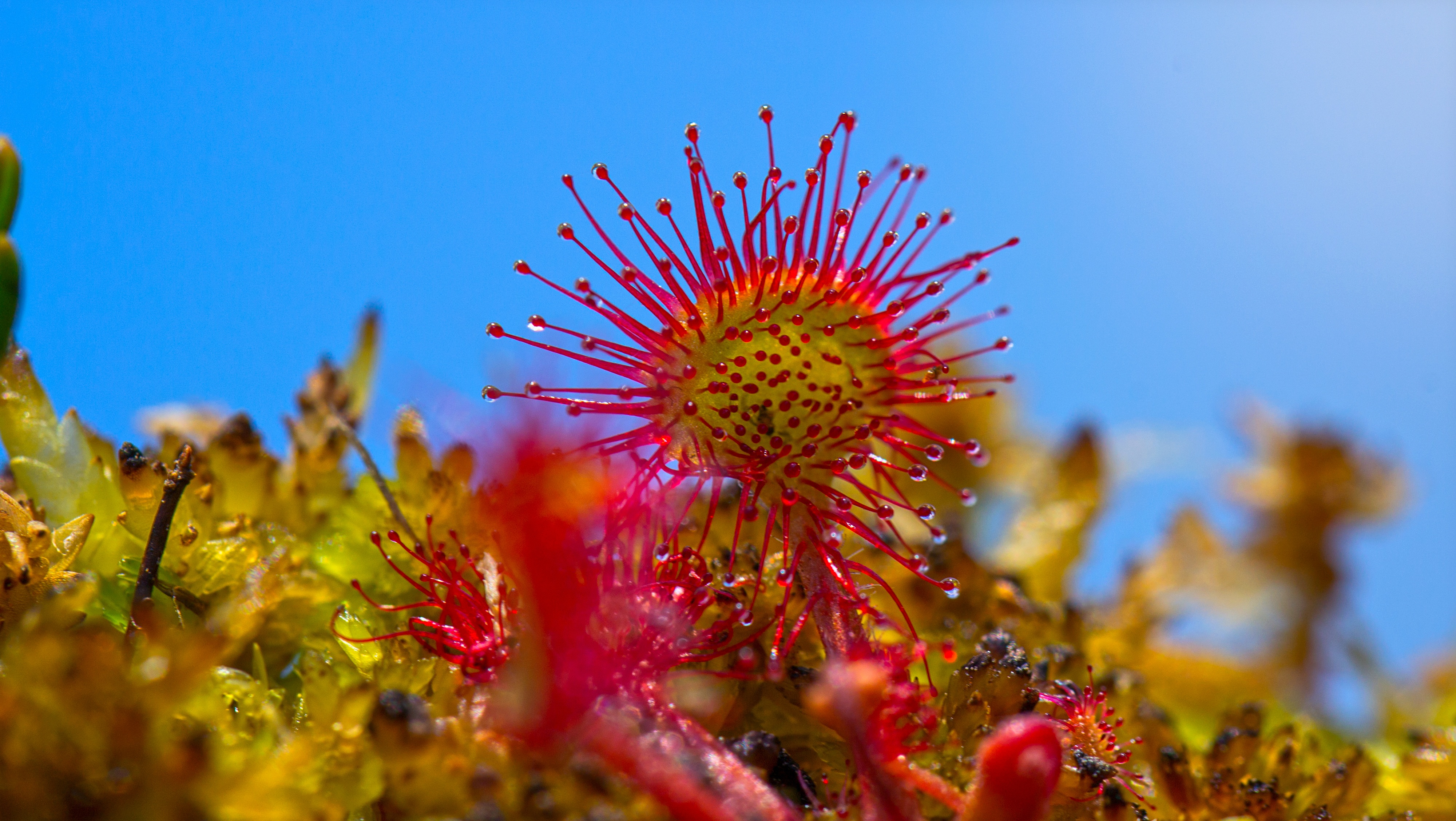 HD Sundew Android Images