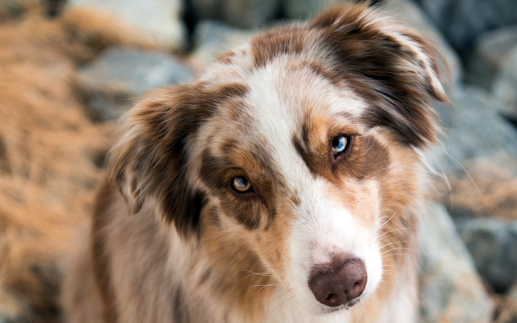 Baixar papel de parede para celular de Animais, Cães, Cão gratuito.