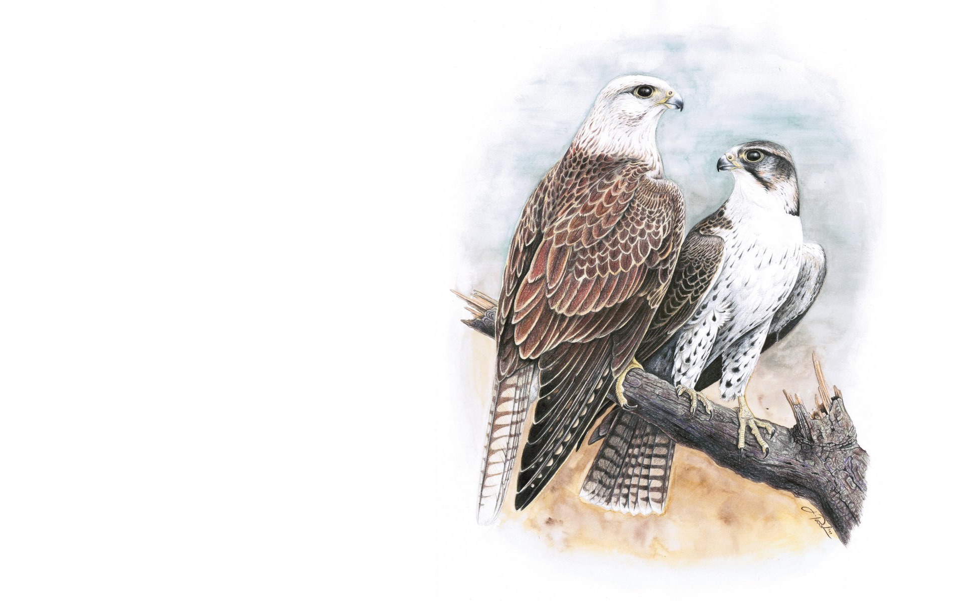 Download mobile wallpaper Birds, Animal, Hawk for free.