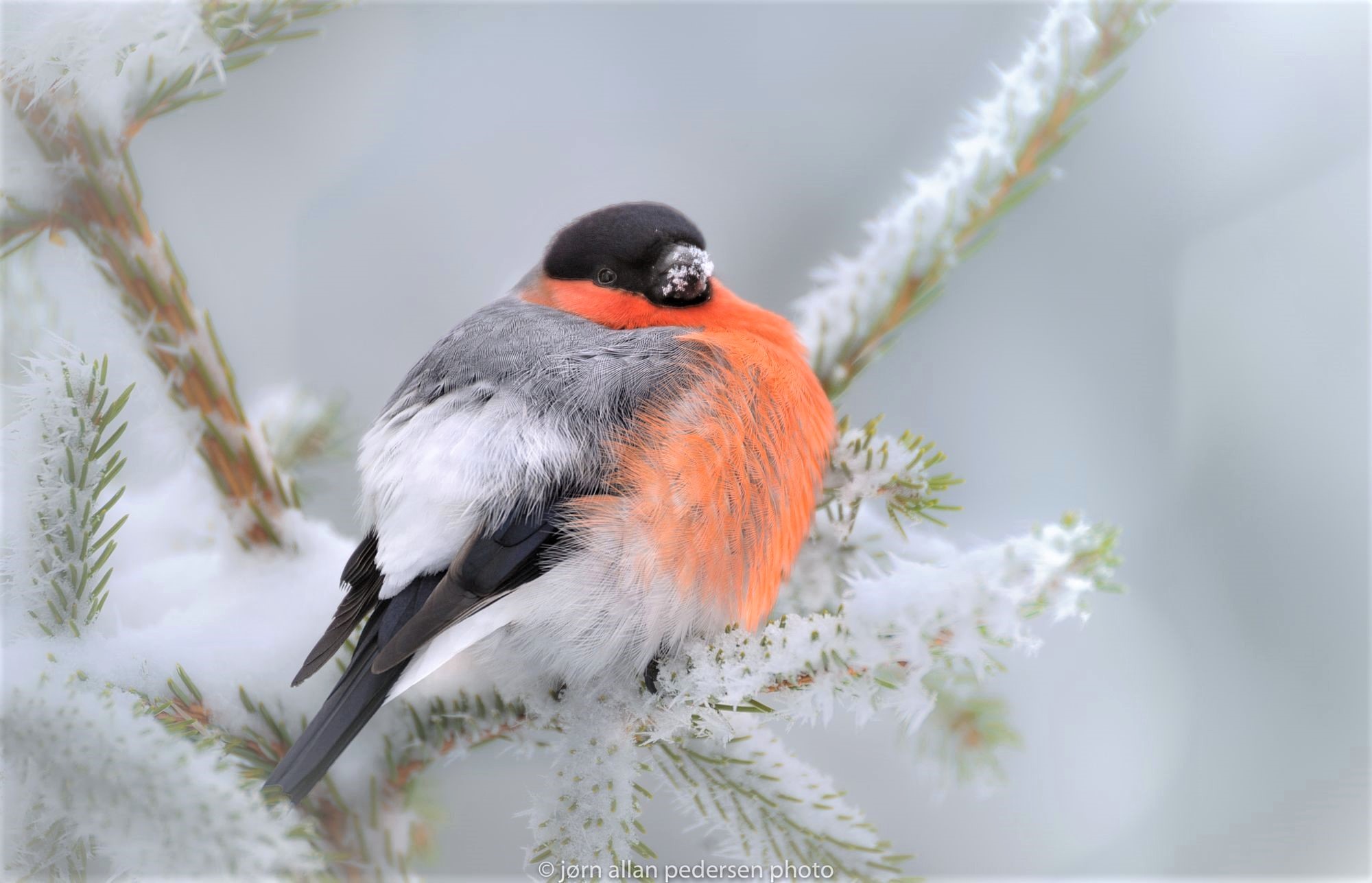 423930 descargar fondo de pantalla animales, piñonero, ave, rama, nieve, invierno, aves: protectores de pantalla e imágenes gratis