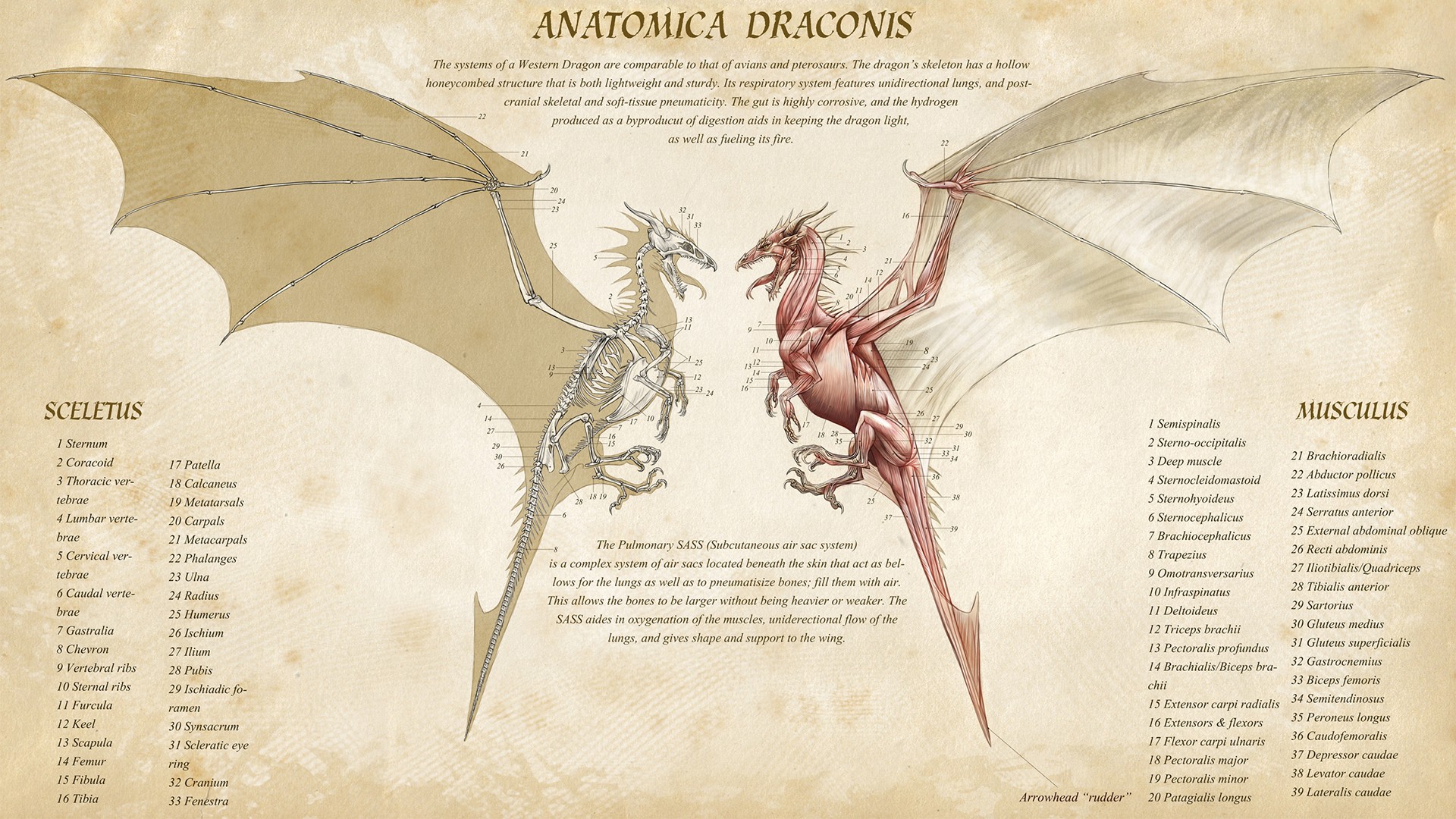 fantasy, dragon, anatomy