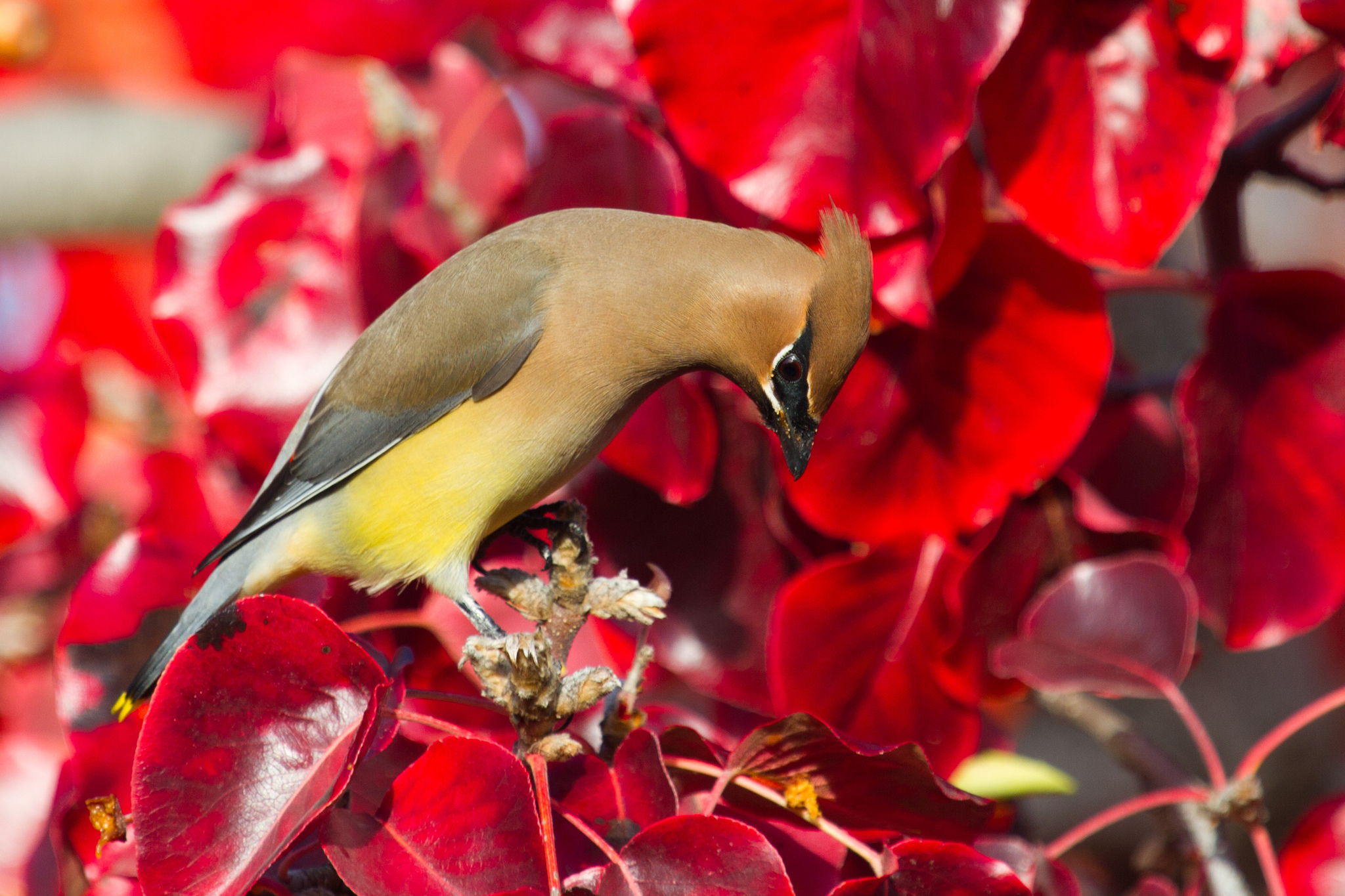 Download mobile wallpaper Birds, Bird, Leaf, Animal, Waxwing for free.