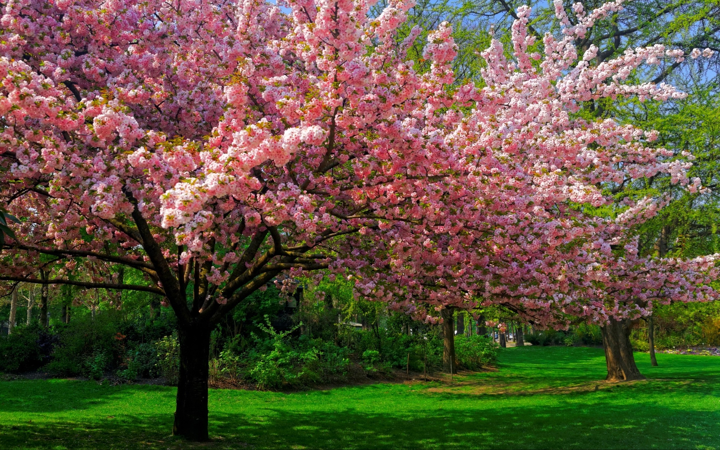 Скачать обои бесплатно Дерево, Весна, Цветущие, Земля/природа, Розовый Цветок картинка на рабочий стол ПК