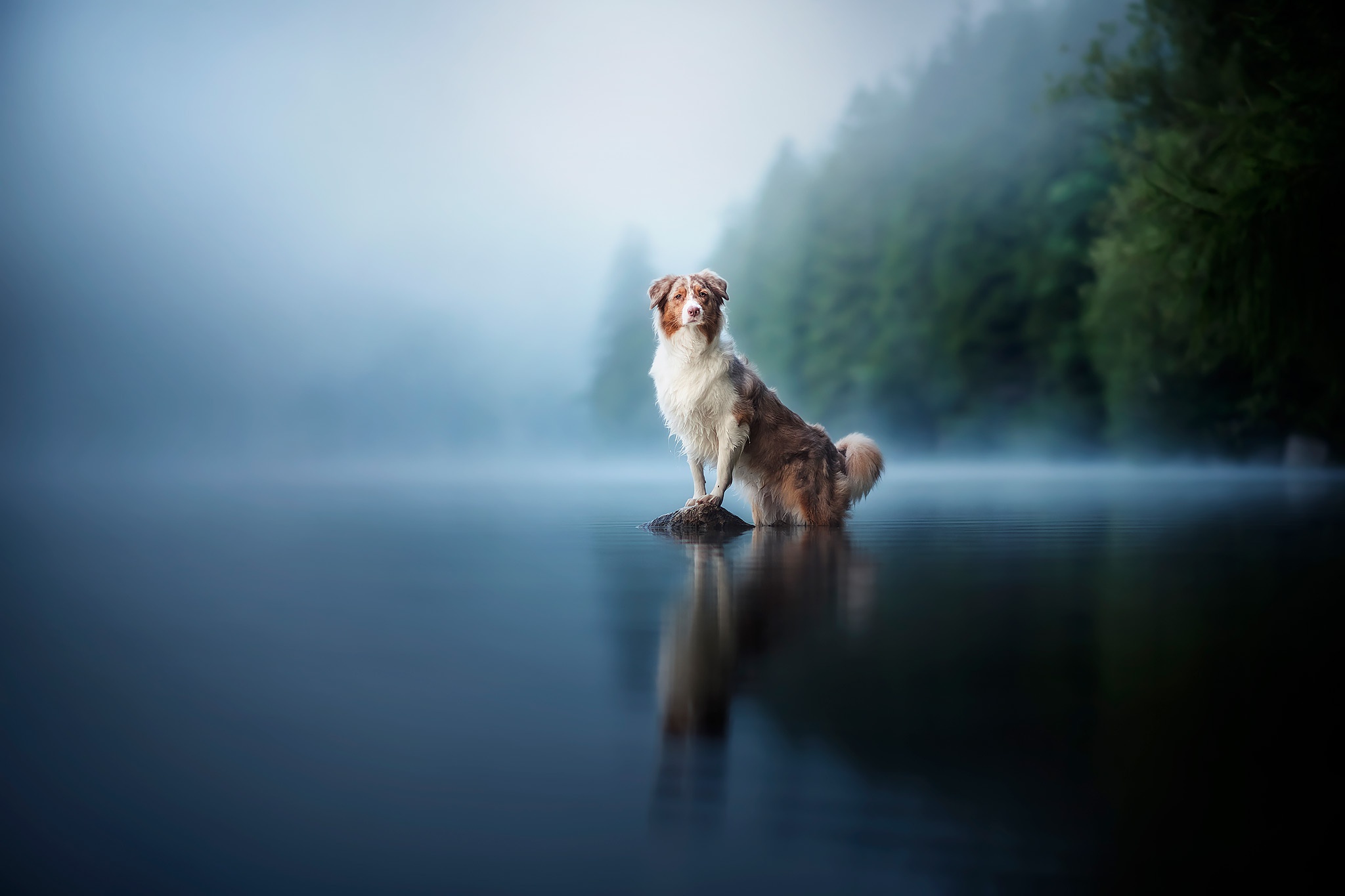 Free download wallpaper Dogs, Animal, Australian Shepherd on your PC desktop