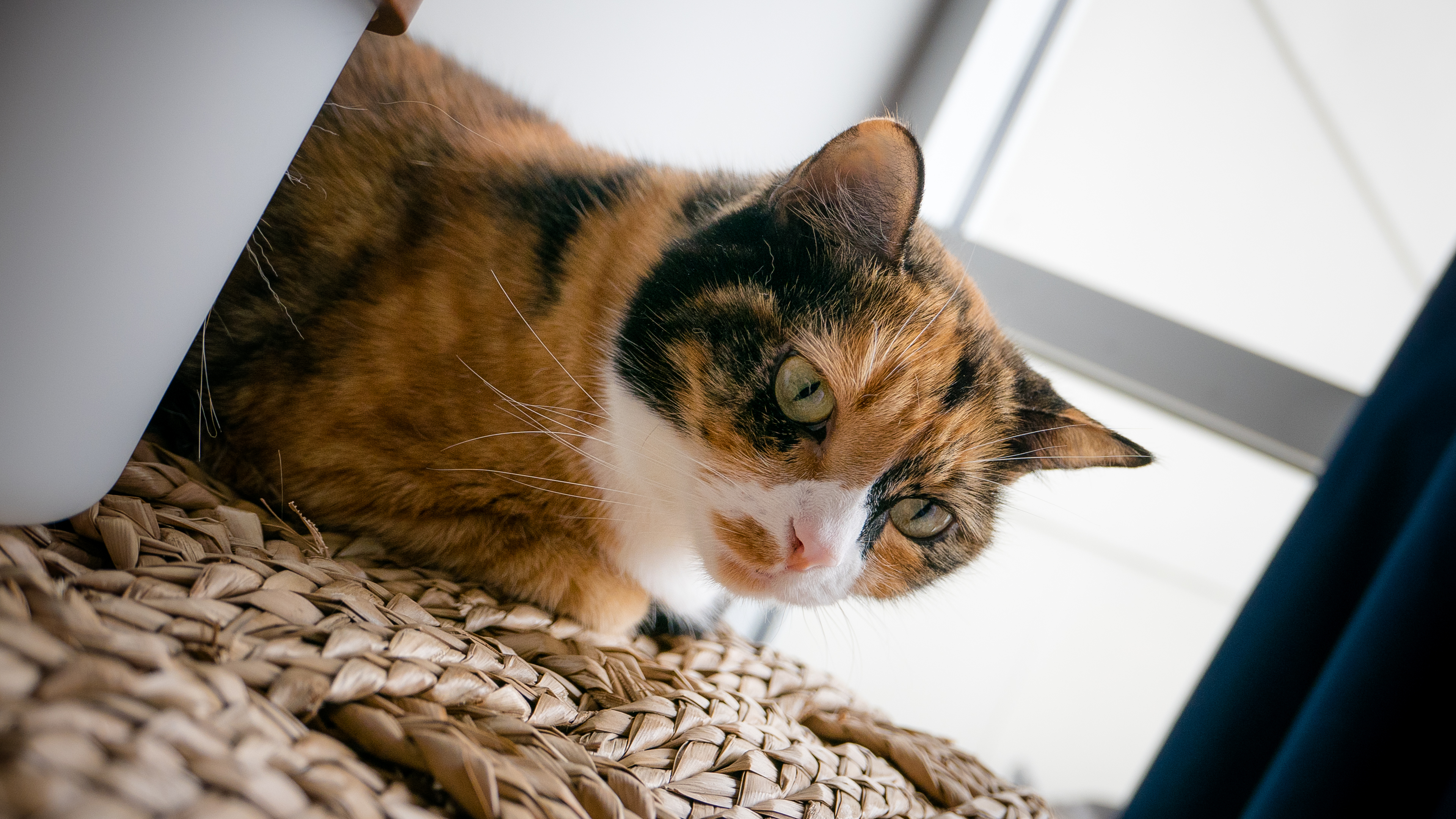 Download mobile wallpaper Bokeh, Cat, Cats, Animal for free.