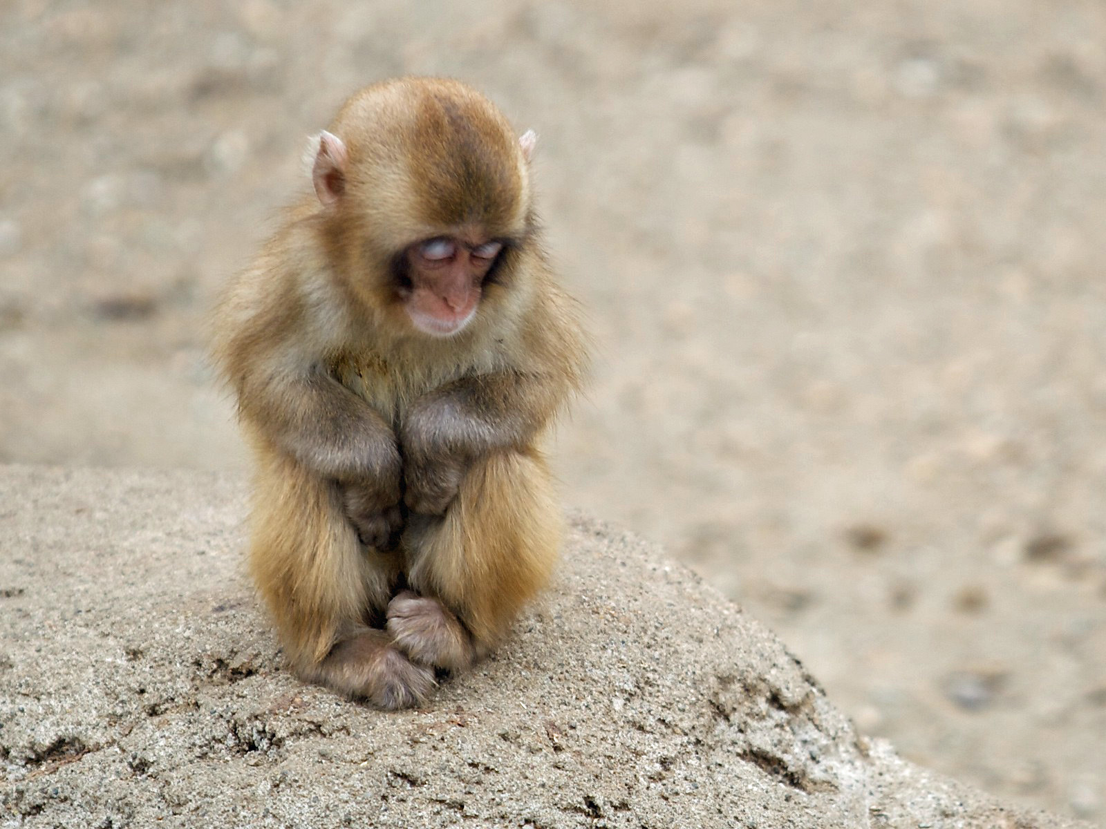 Descarga gratis la imagen Animales, Monos en el escritorio de tu PC