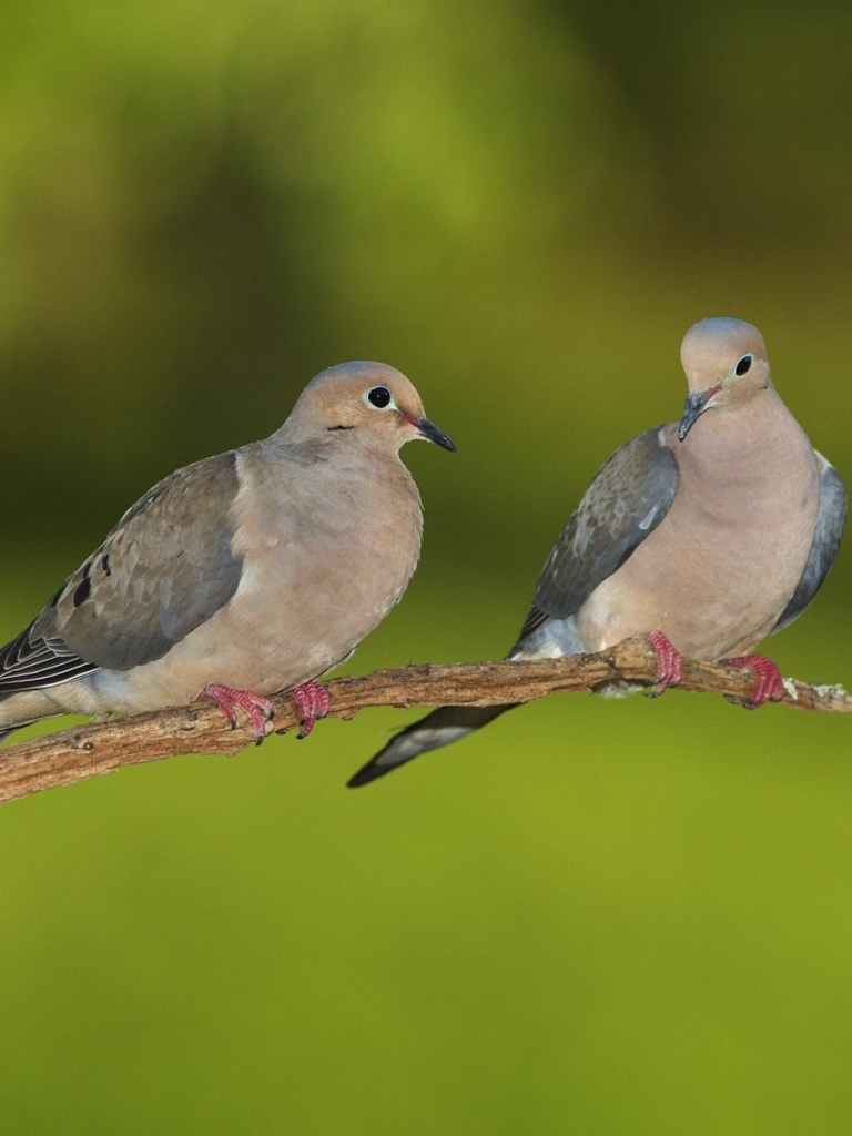 Download mobile wallpaper Birds, Bird, Animal, Dove for free.