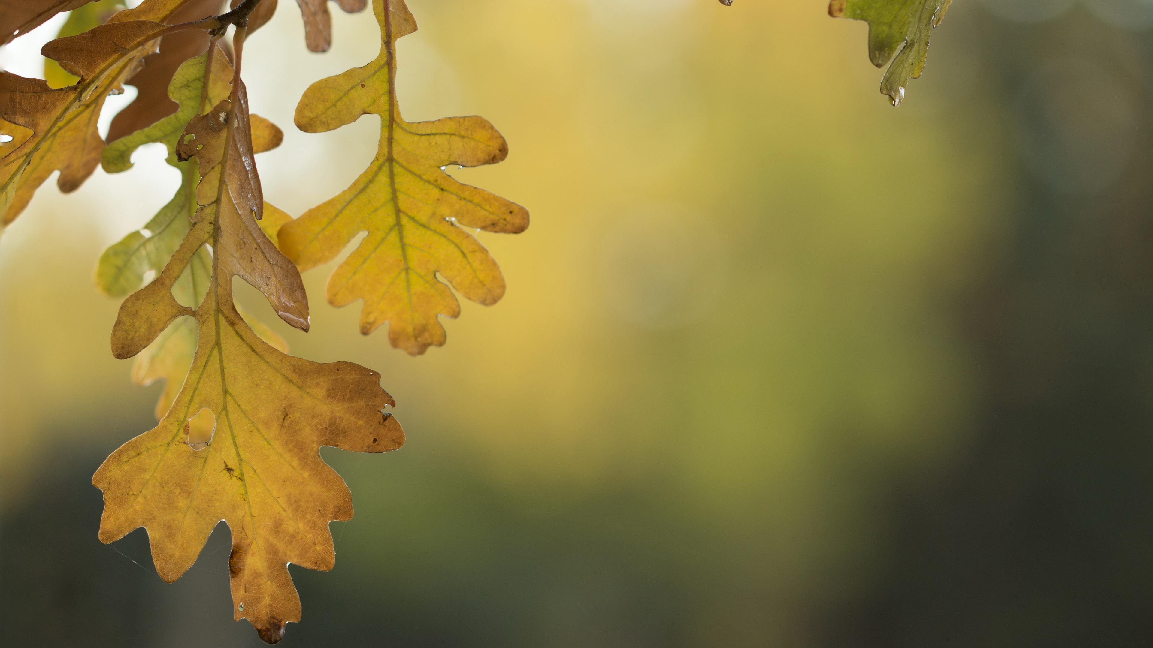 Handy-Wallpaper Natur, Herbst, Makro, Blatt, Verwischen, Erde/natur kostenlos herunterladen.