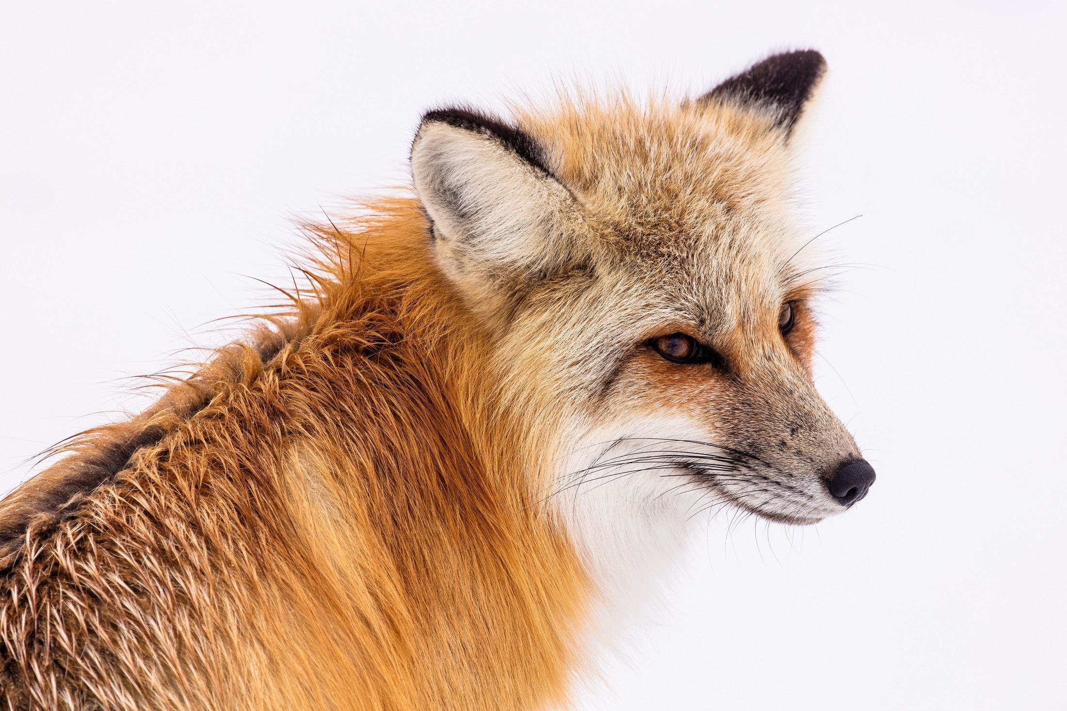 Download mobile wallpaper Fox, Animal, Mammal for free.