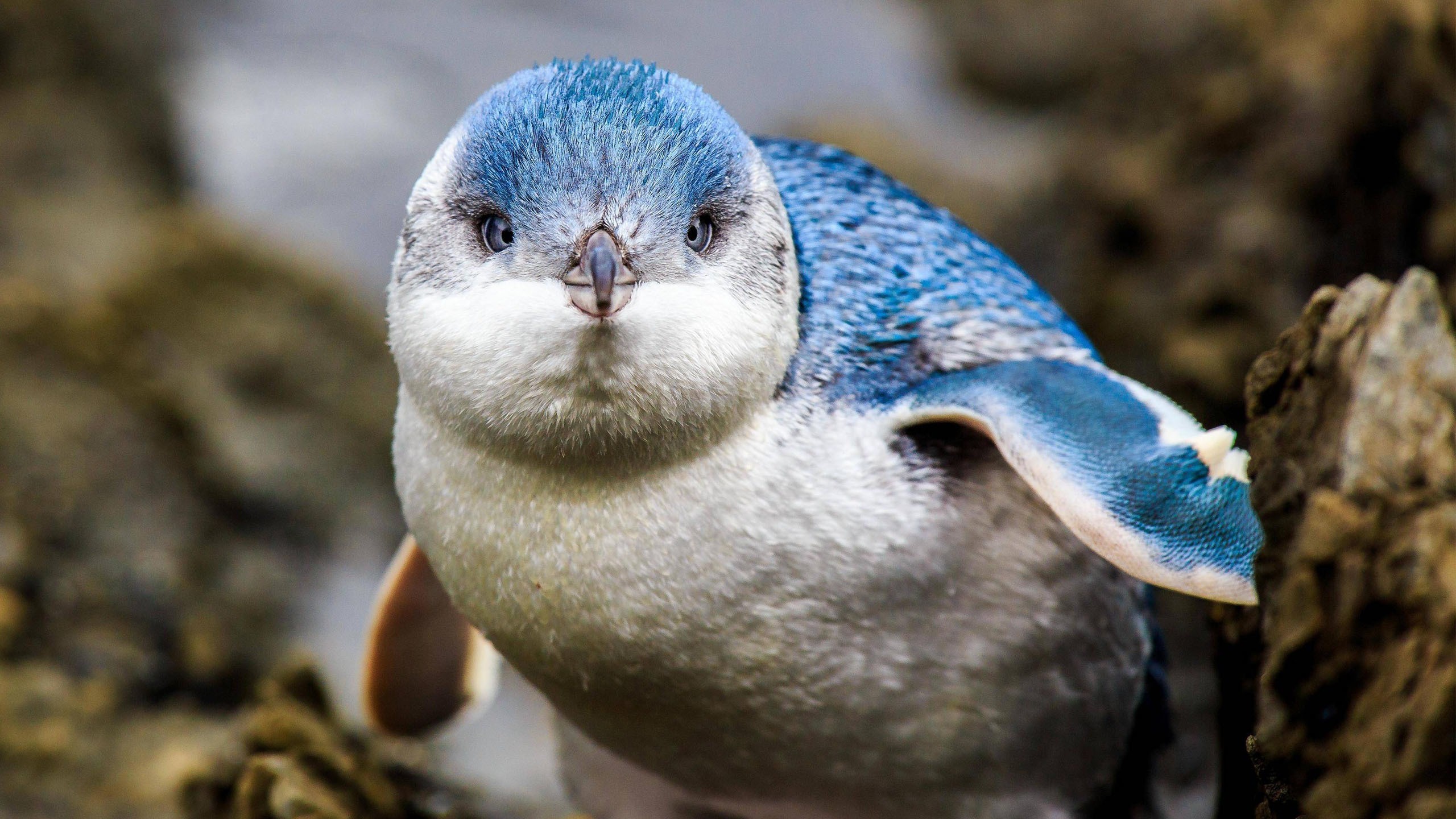 Laden Sie das Tiere, Vögel, Küken, Pinguin, Tierbaby-Bild kostenlos auf Ihren PC-Desktop herunter