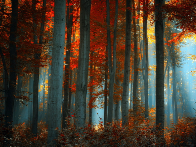 Free download wallpaper Forest, Earth on your PC desktop