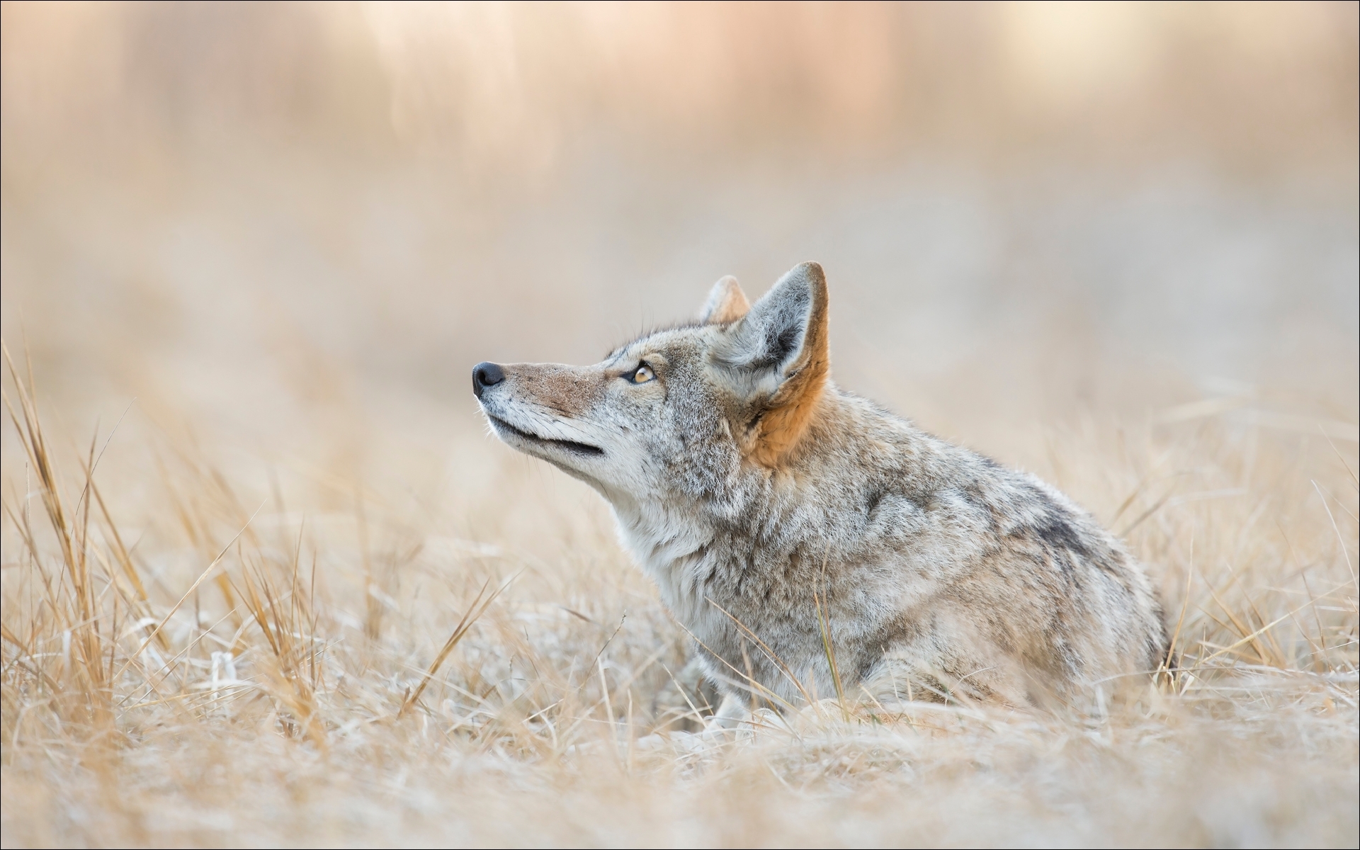 656911 Hintergrundbild herunterladen tiere, koyote, eckzahn, gelbstein - Bildschirmschoner und Bilder kostenlos