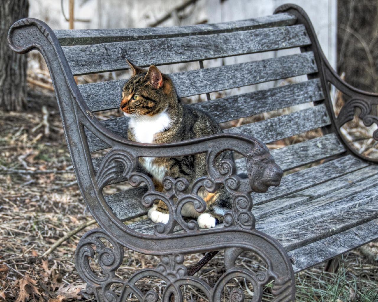 Handy-Wallpaper Tiere, Katze kostenlos herunterladen.