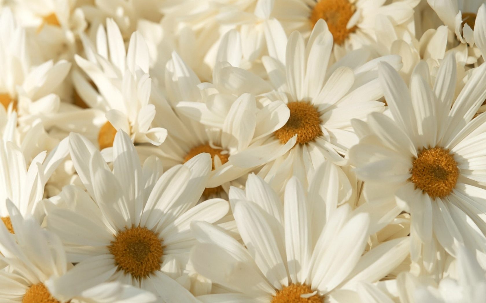Free download wallpaper Camomile, Plants, Flowers on your PC desktop