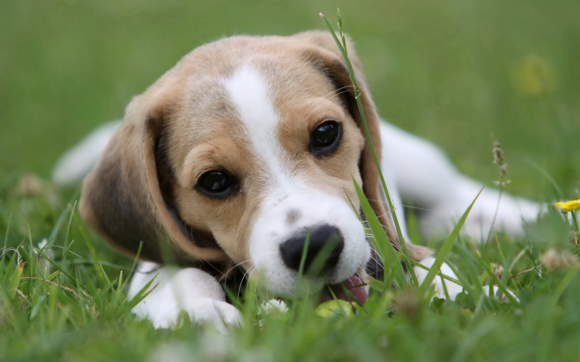 Descarga gratuita de fondo de pantalla para móvil de Perros, Cachorro, Animales.