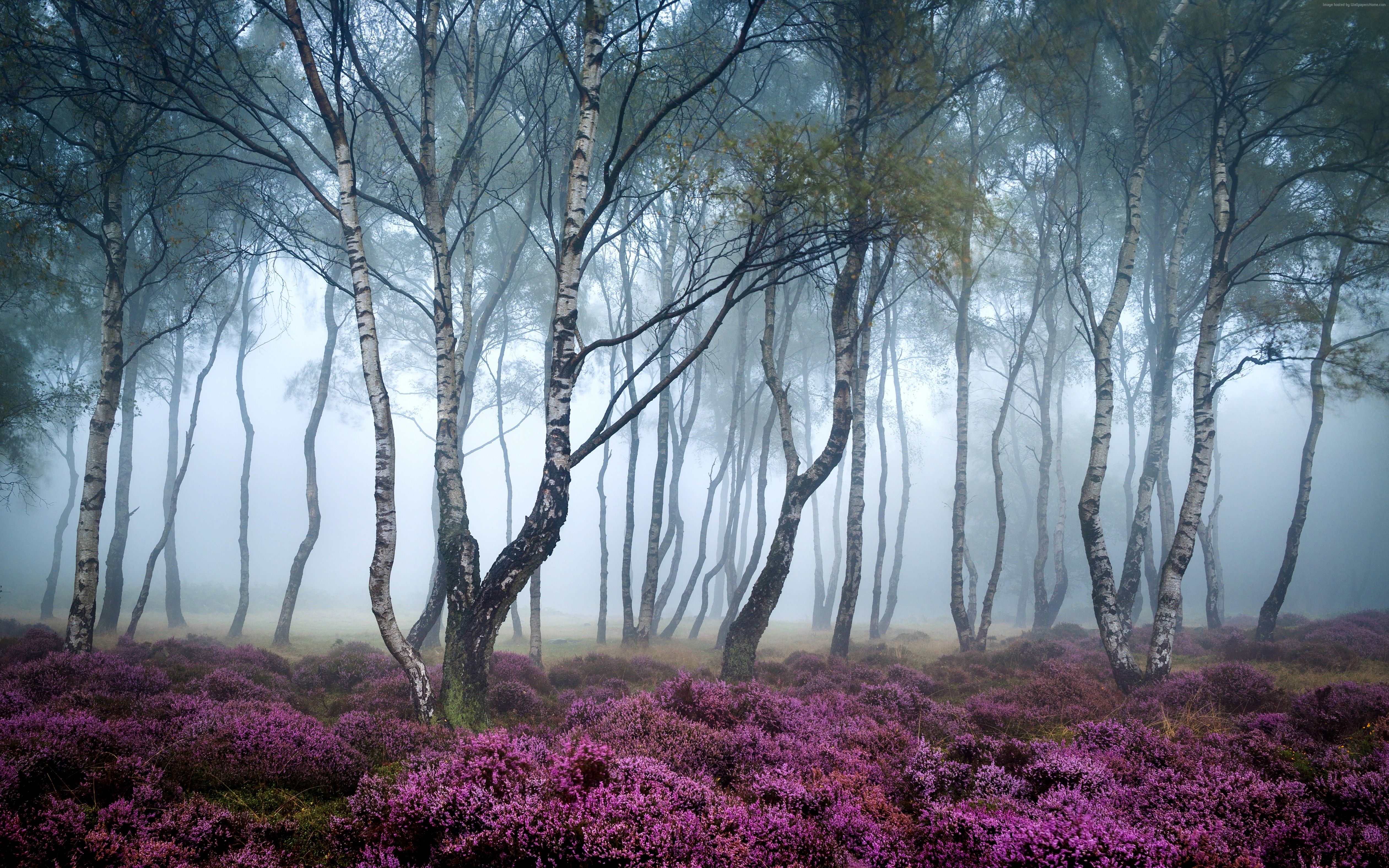 Baixar papel de parede para celular de Flor, Floresta, Terra/natureza, Neblina gratuito.